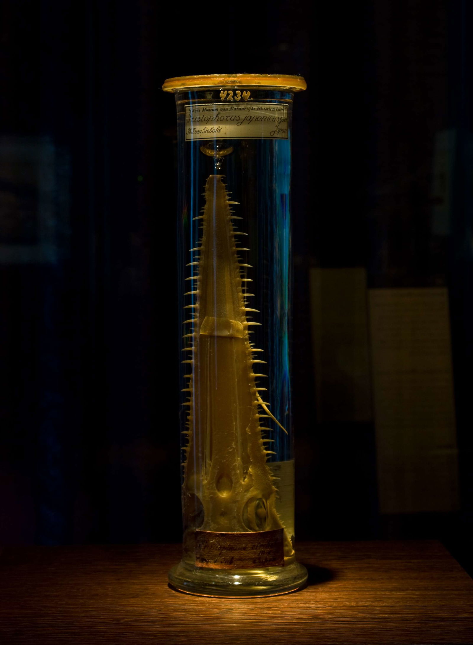 Japan Museum SieboldHuis