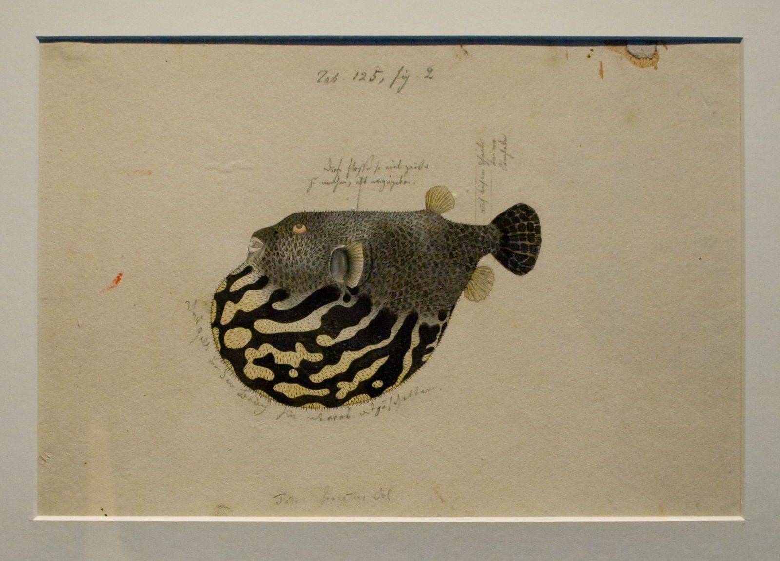 Japan Museum SieboldHuis