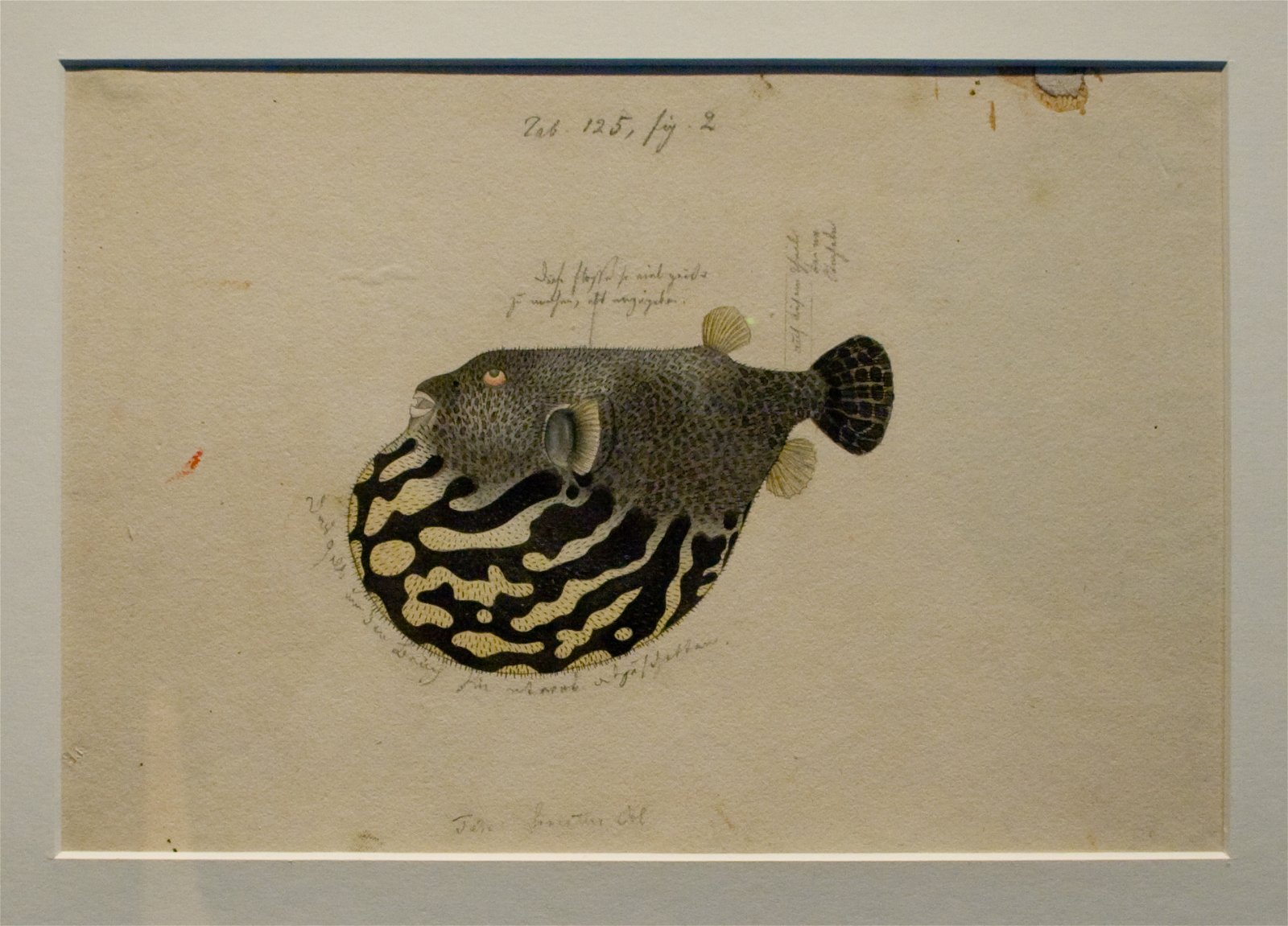 Japanmuseum SieboldHuis