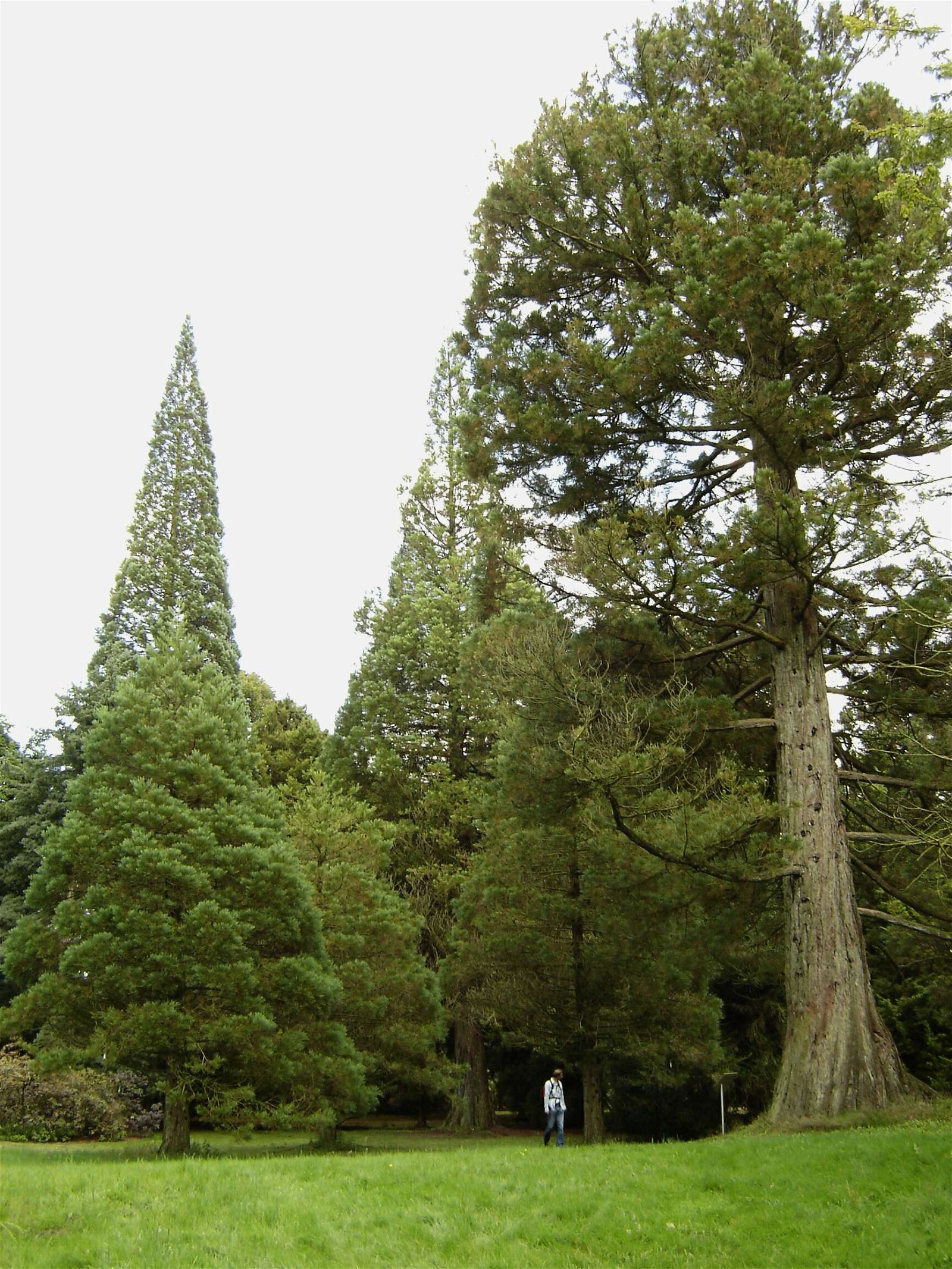 Nationaal Bomenmuseum Gimborn