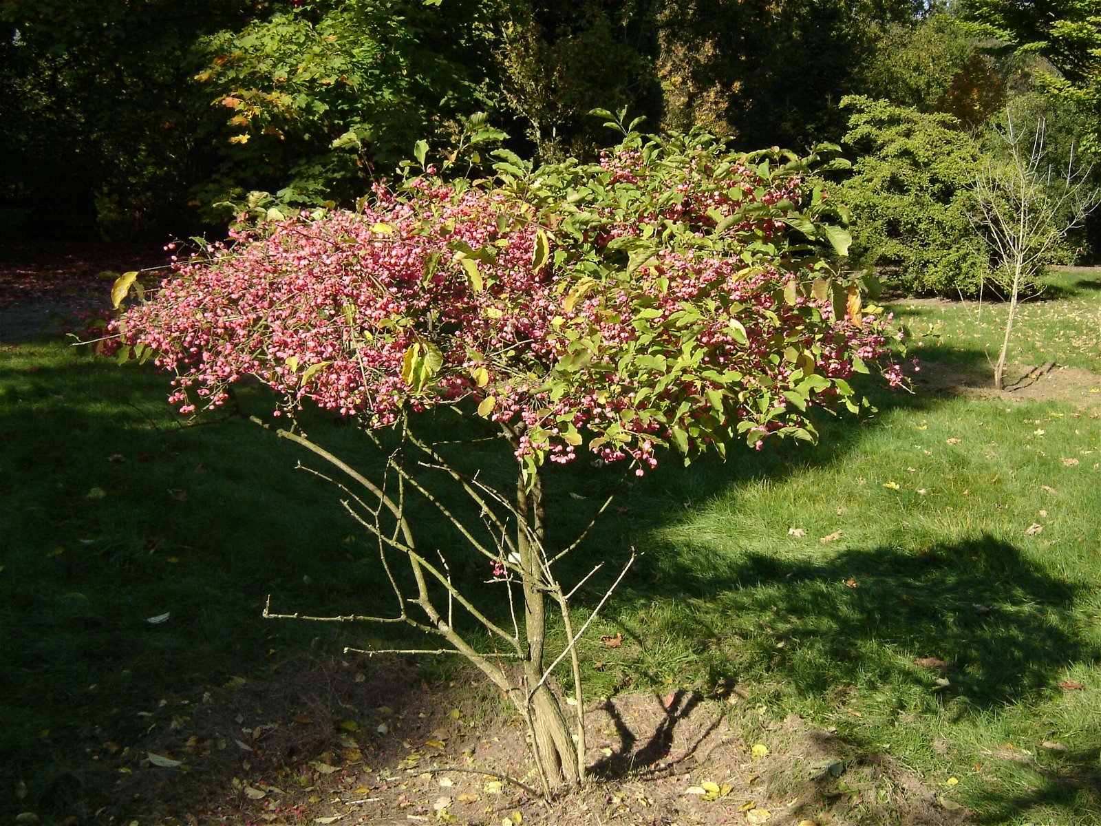 Nationaal Bomenmuseum Gimborn