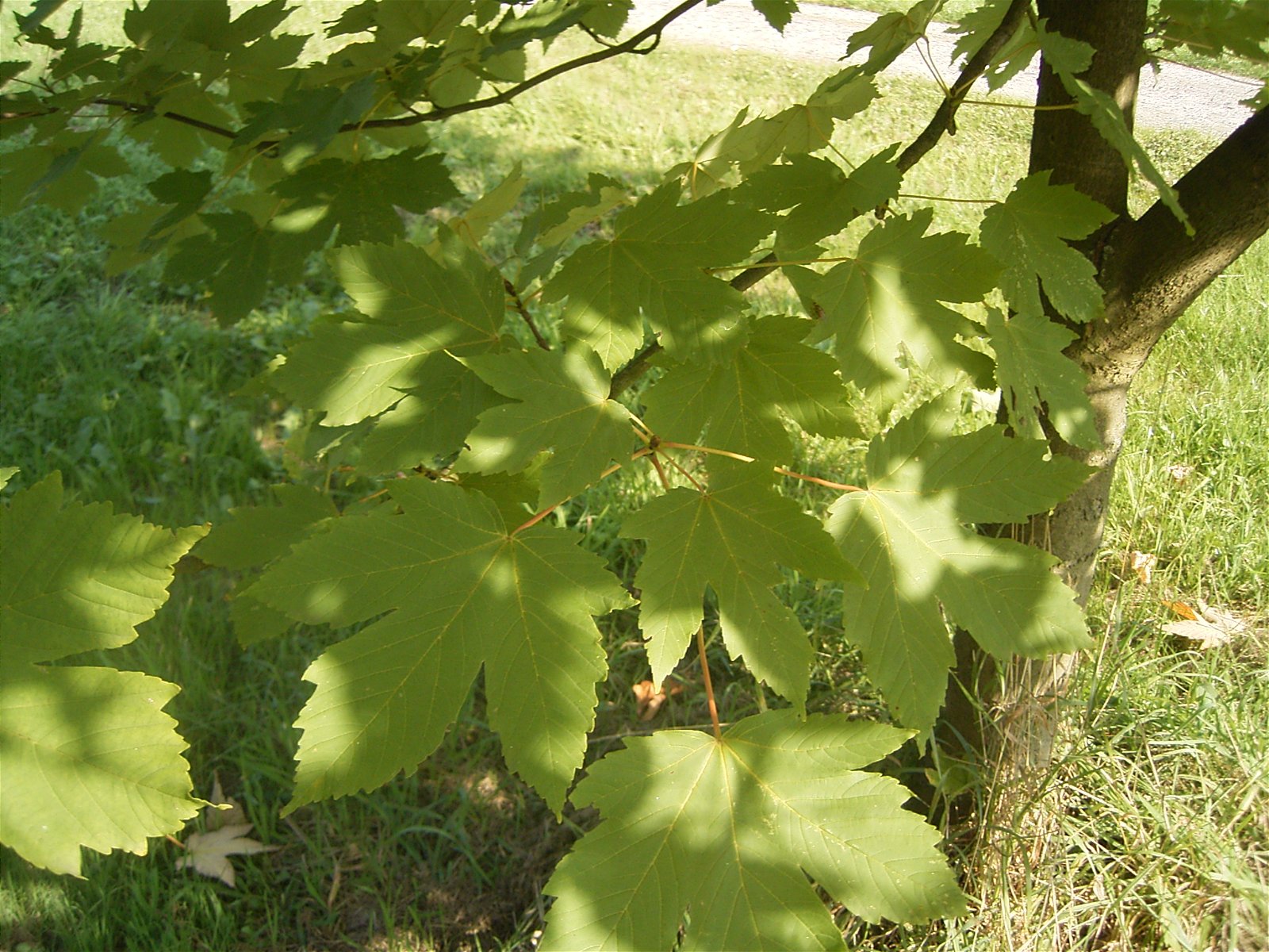 Nationaal Bomenmuseum Gimborn