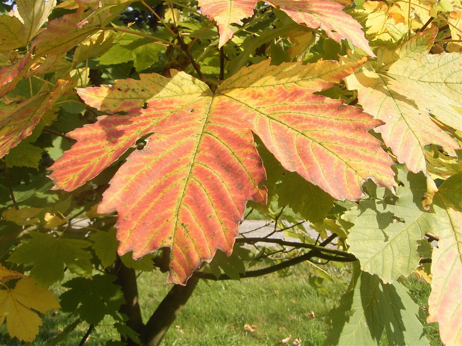 Nationaal Bomenmuseum Gimborn