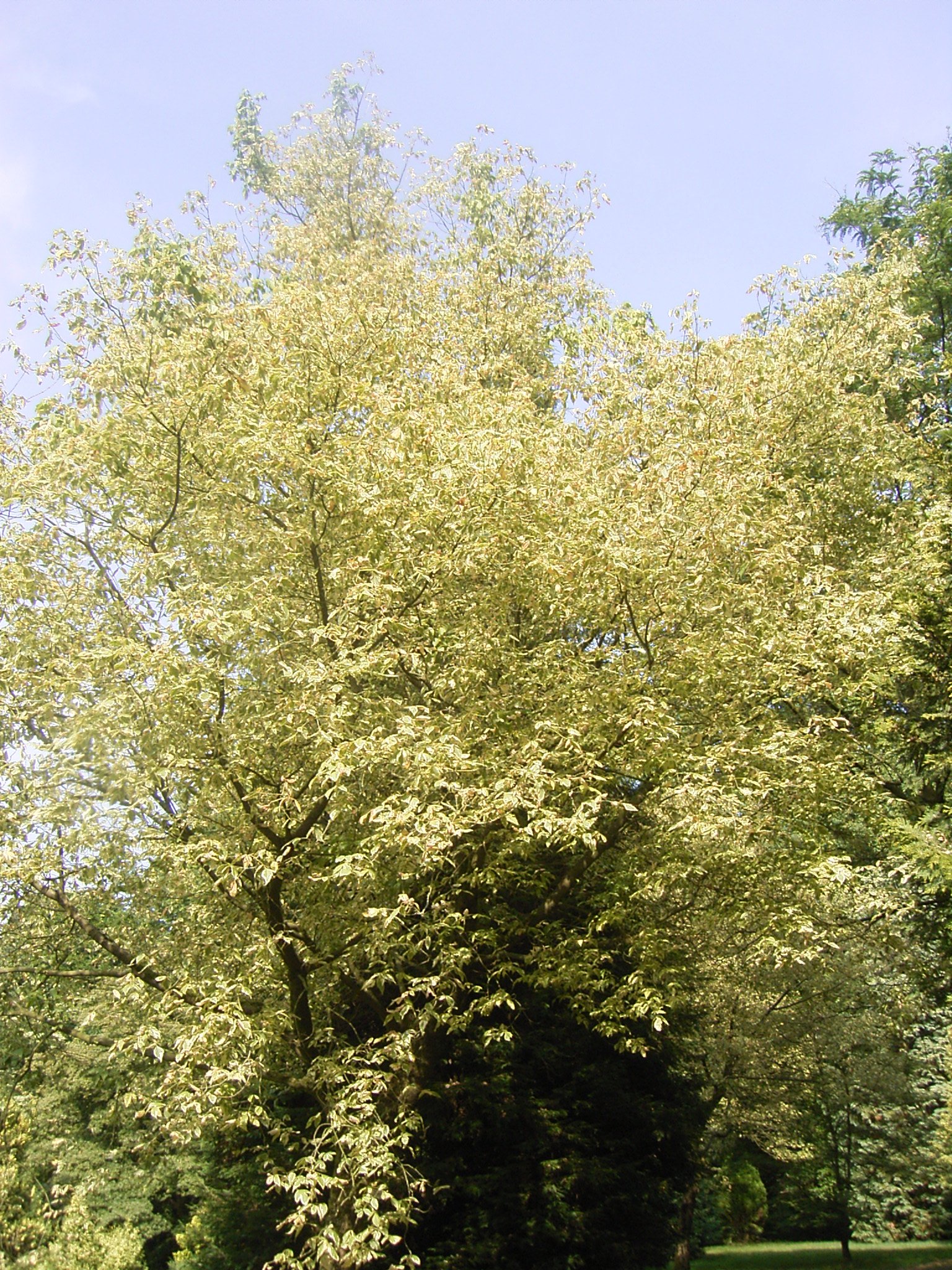 Nationaal Bomenmuseum Gimborn