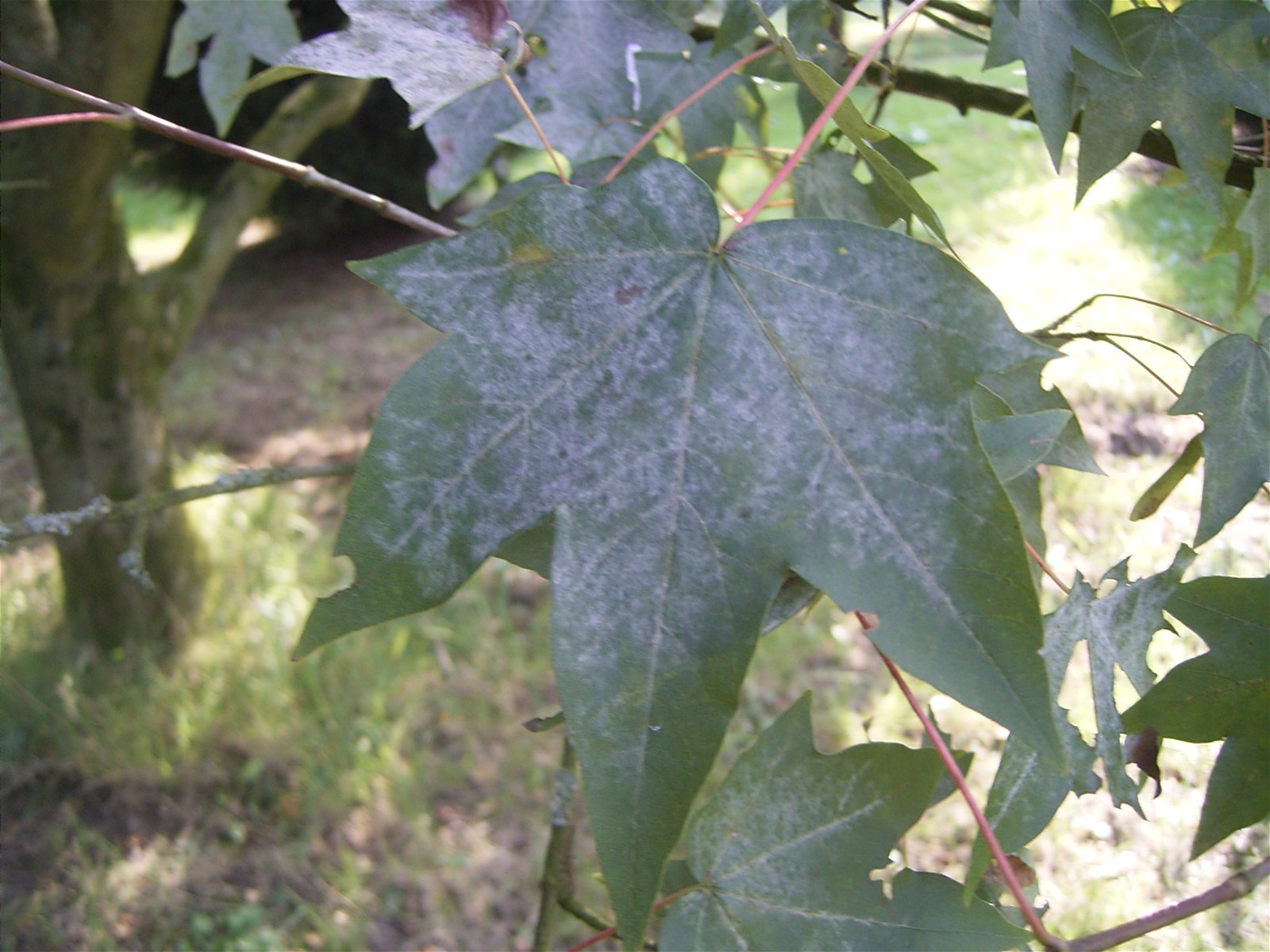 Nationaal Bomenmuseum Gimborn