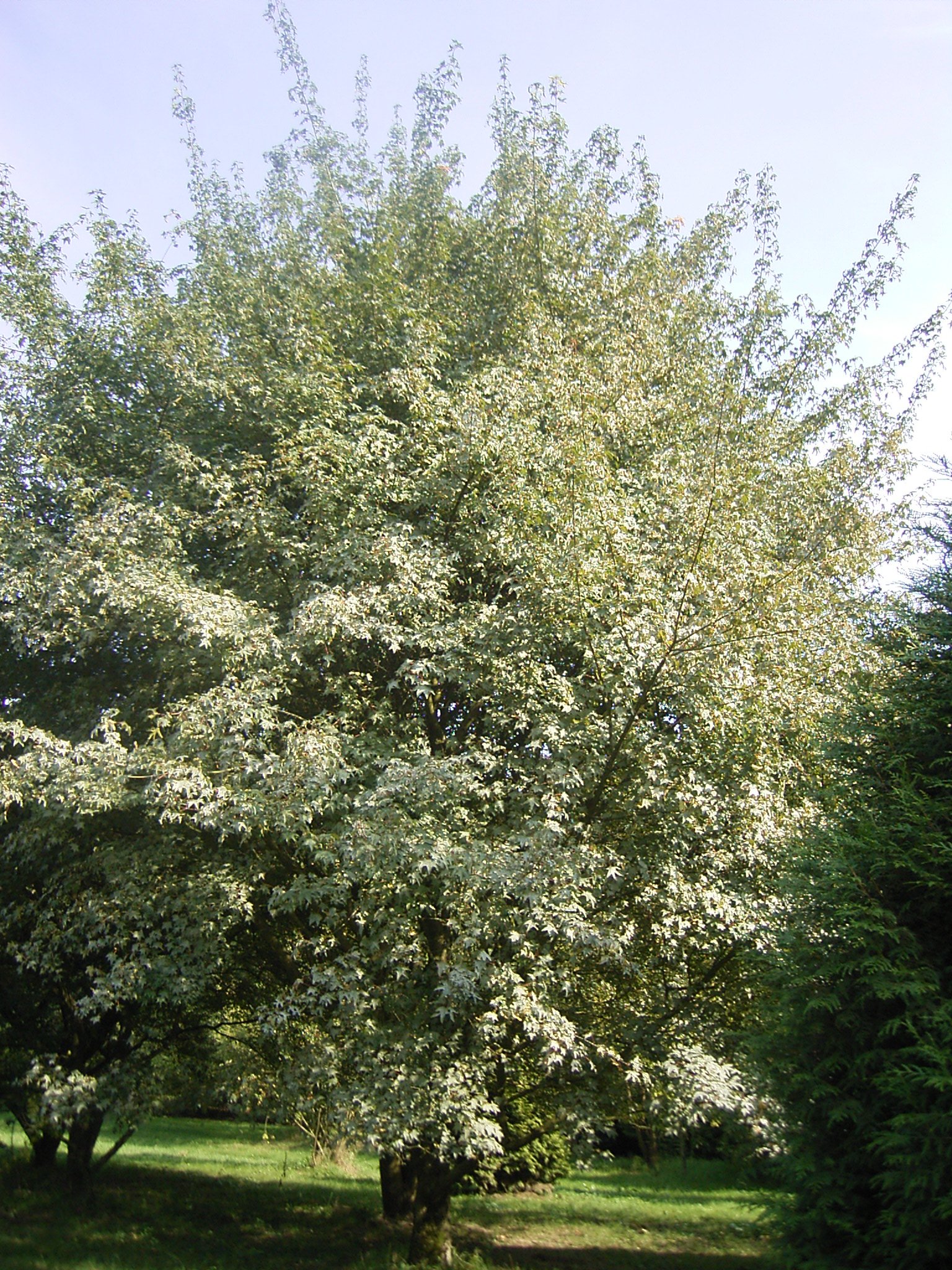 Nationaal Bomenmuseum Gimborn