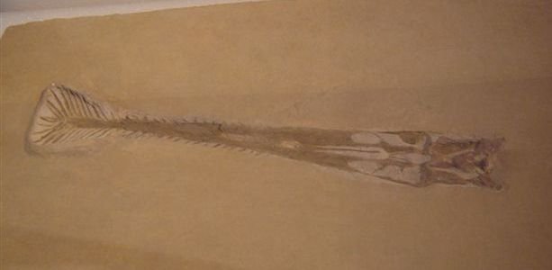 Natural History Museum Rotterdam