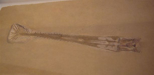 Natuurhistorisch Museum Rotterdam