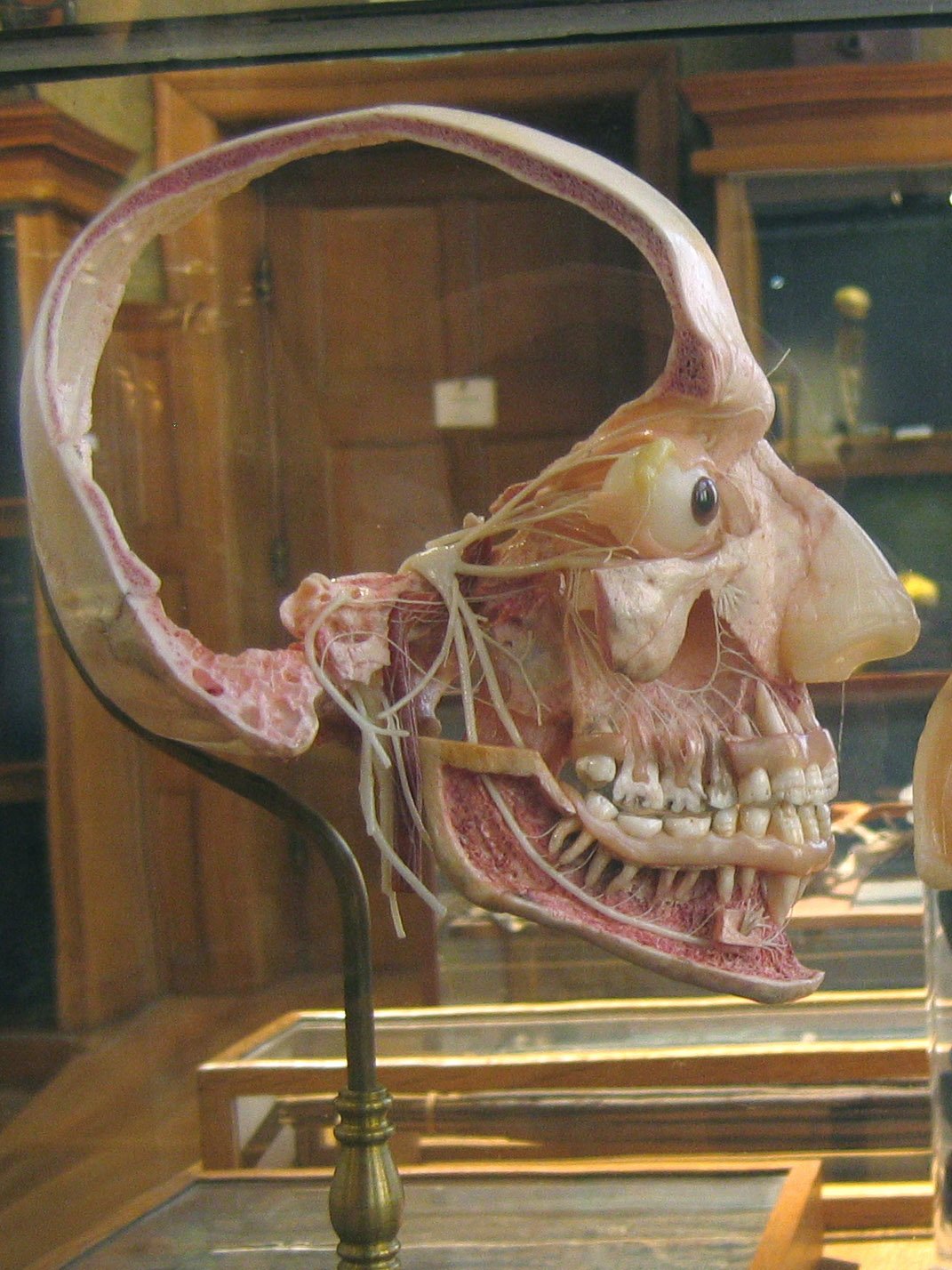 University Museum Groningen