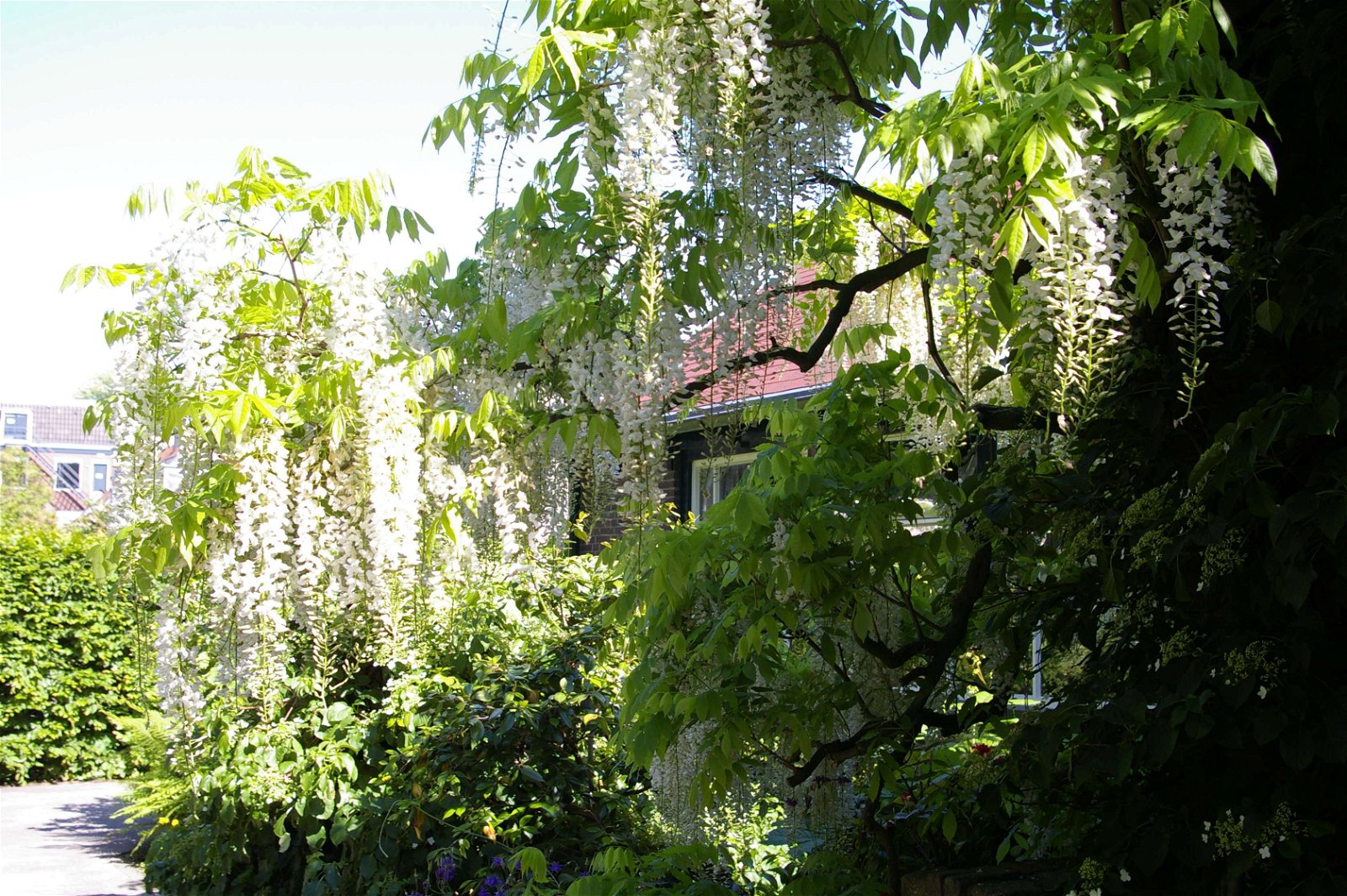 Hortus Botanicus Leiden
