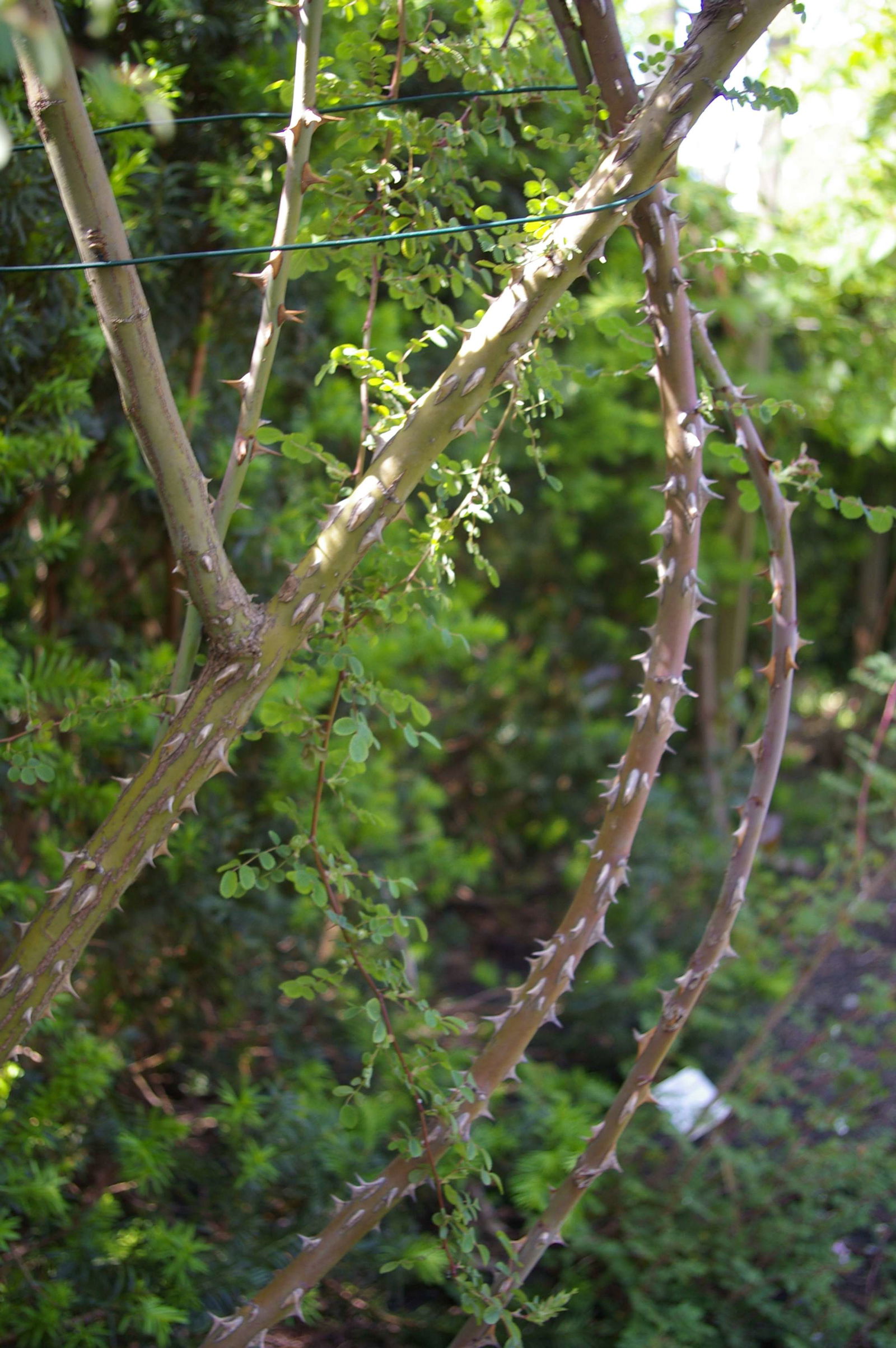 Hortus Botanicus Leiden