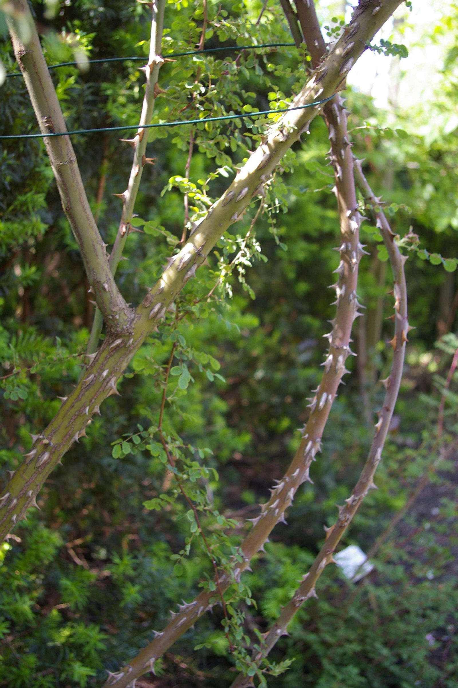 Hortus Botanicus Leiden