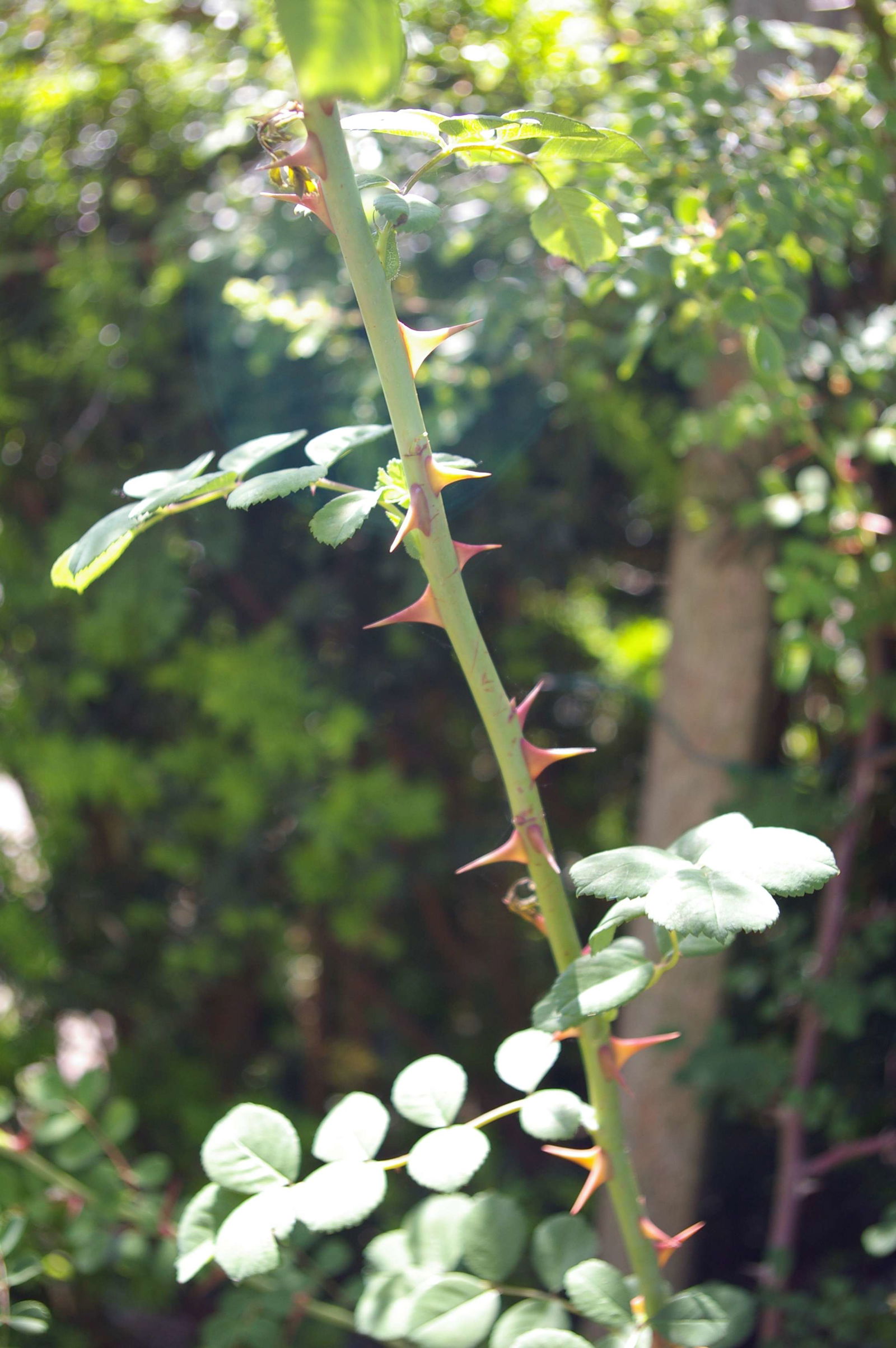 Hortus Botanicus Leiden