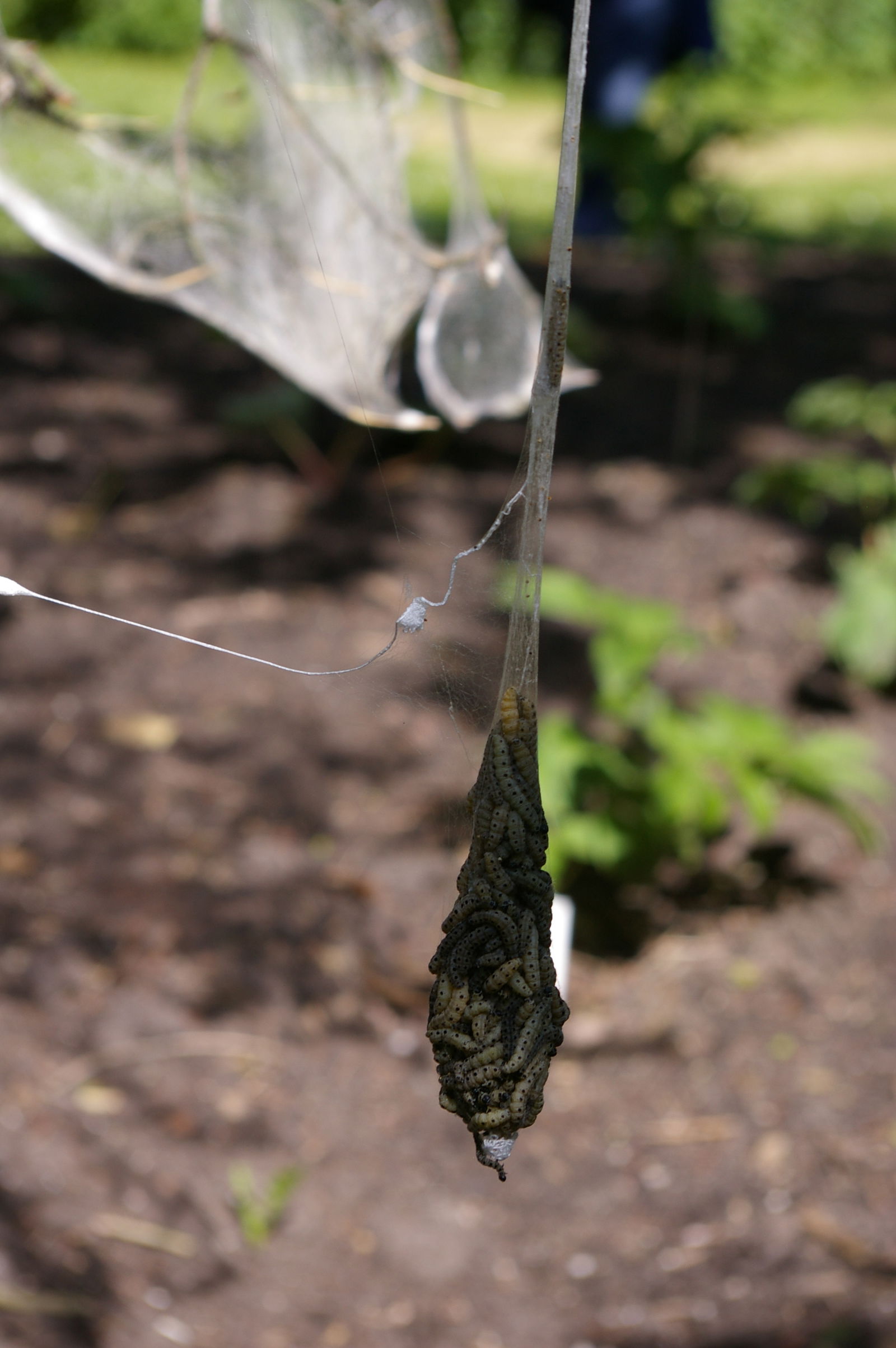 Hortus Botanicus Leiden