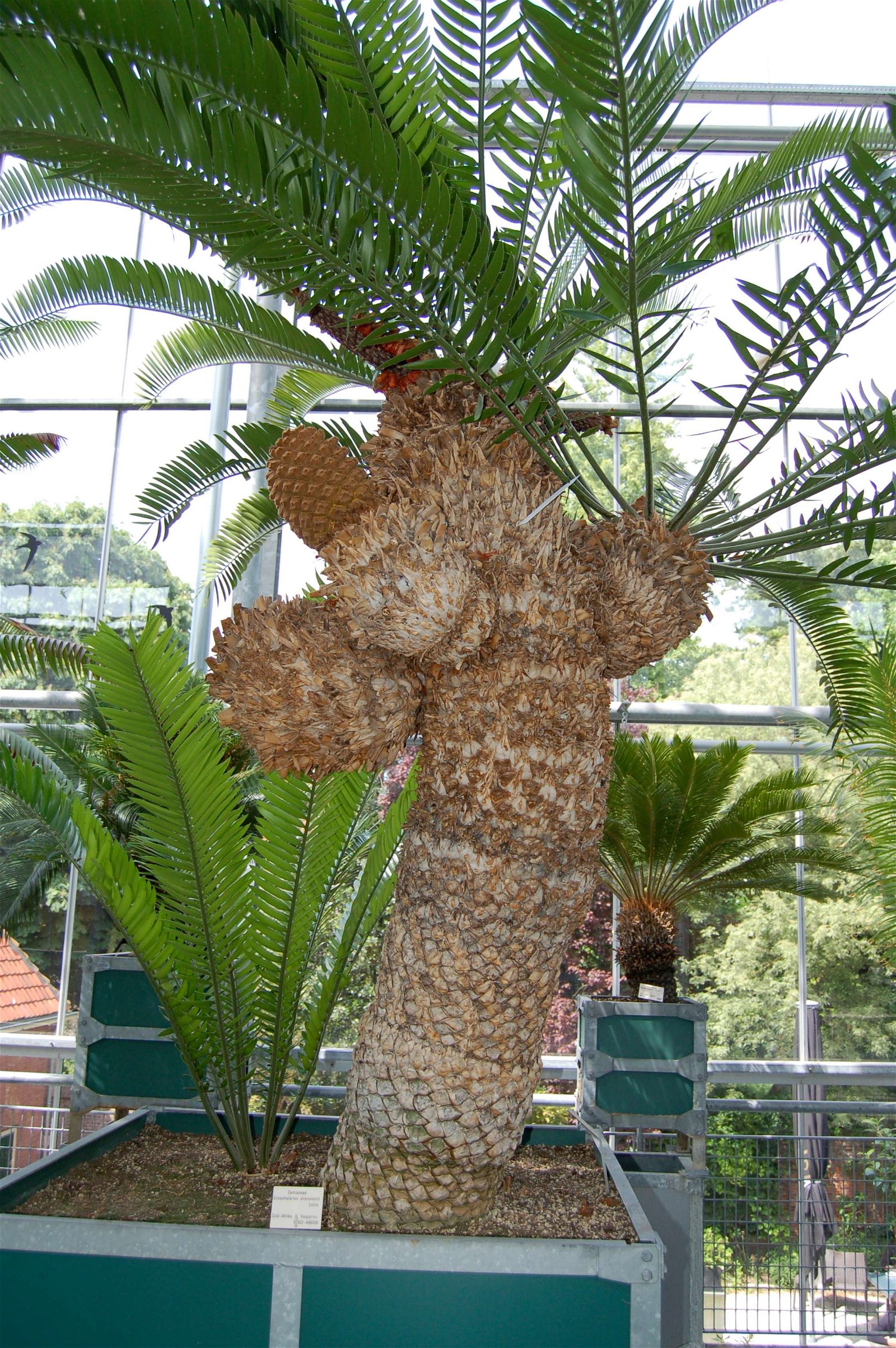 Hortus Botanicus Leiden