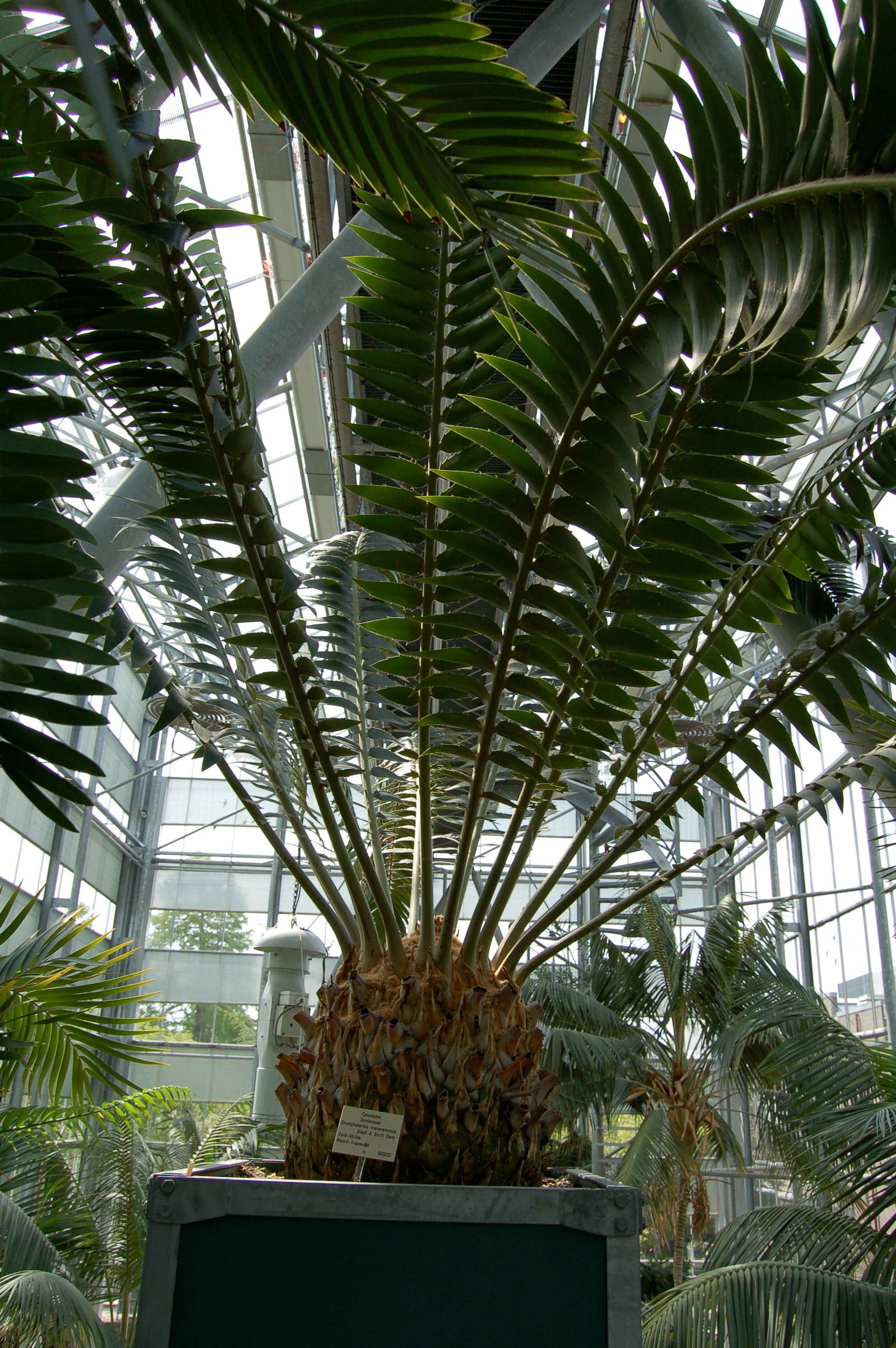 Hortus Botanicus Leiden