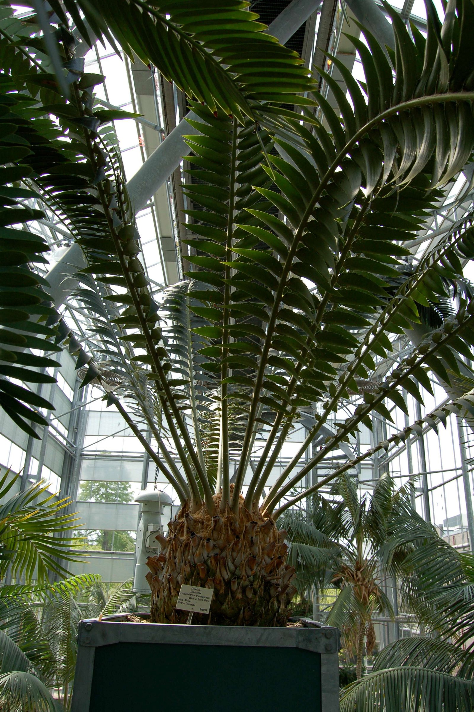 Hortus Botanicus Leiden