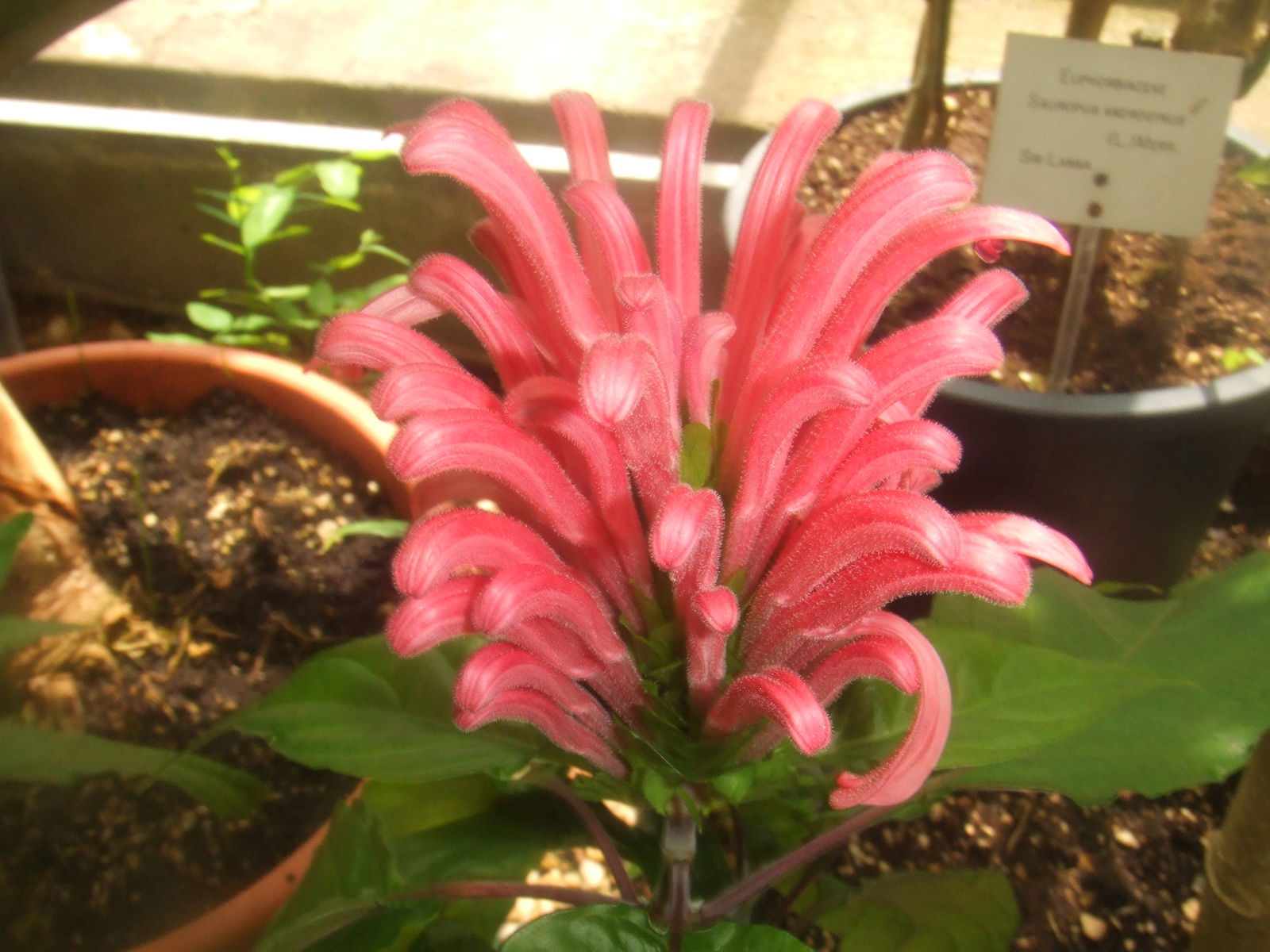 Hortus Botanicus Leiden