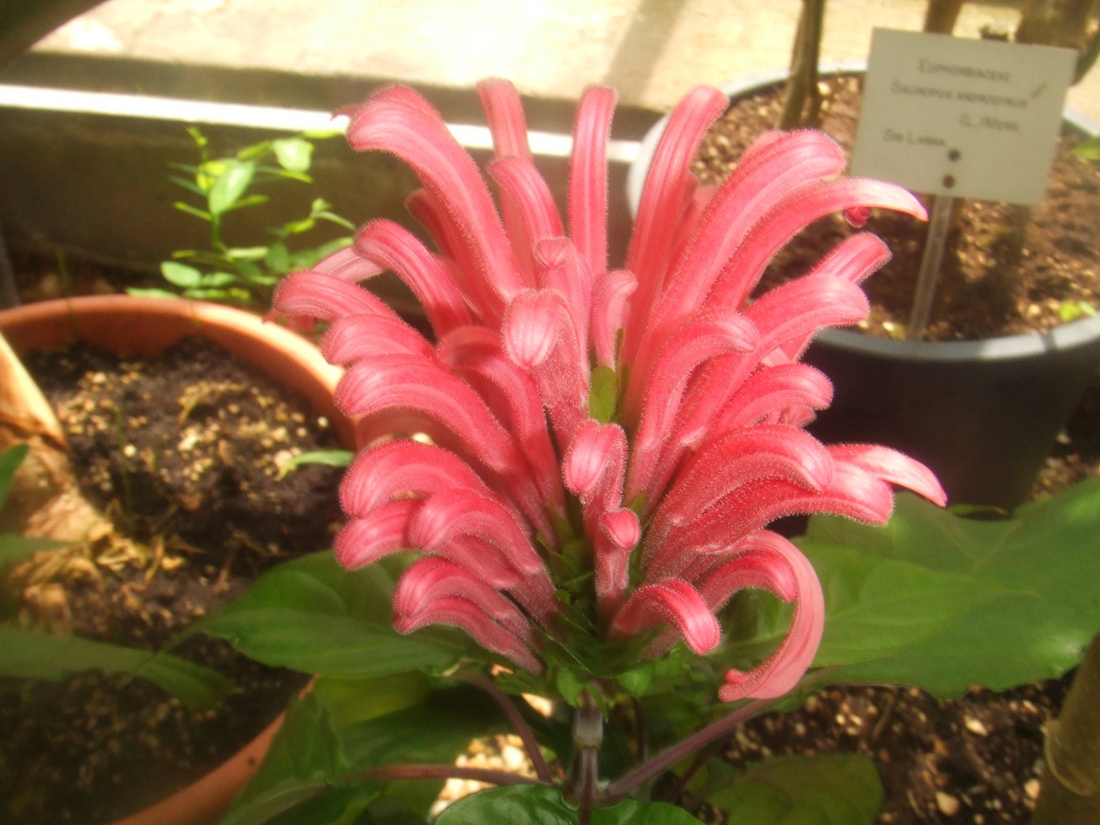 Hortus Botanicus Leiden