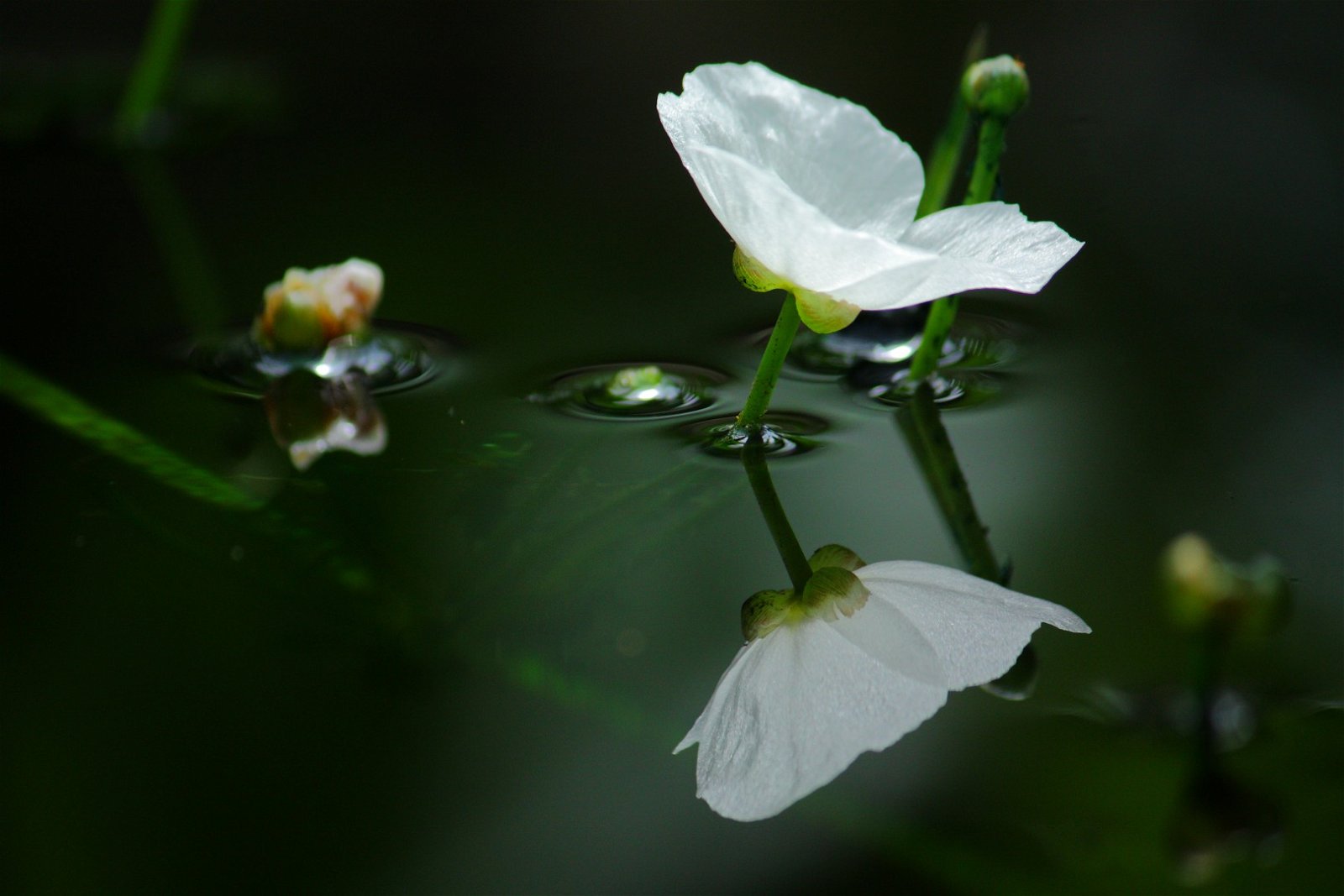 Botanische Tuinen Utrecht