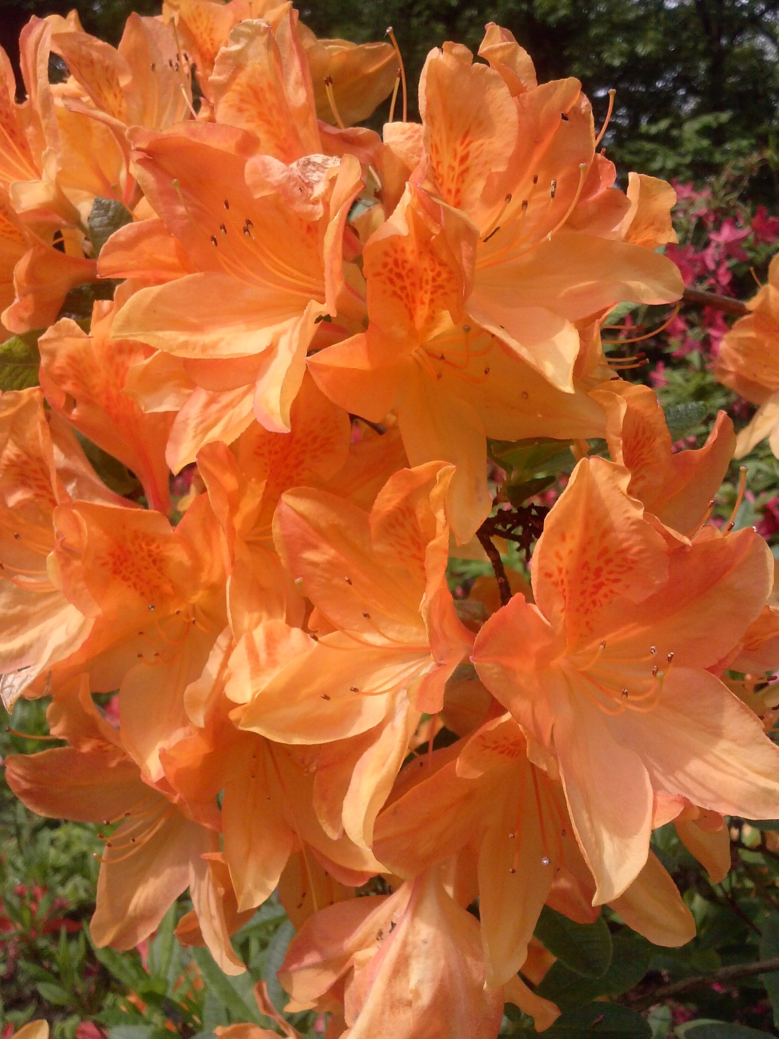 Belmonte Arboretum Wageningen