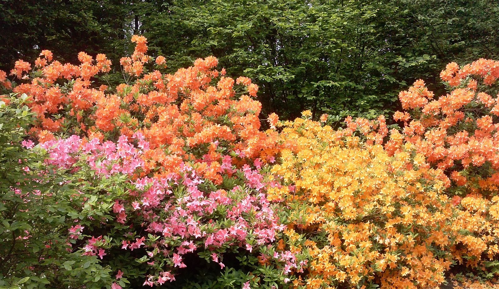 Belmonte Arboretum Wageningen