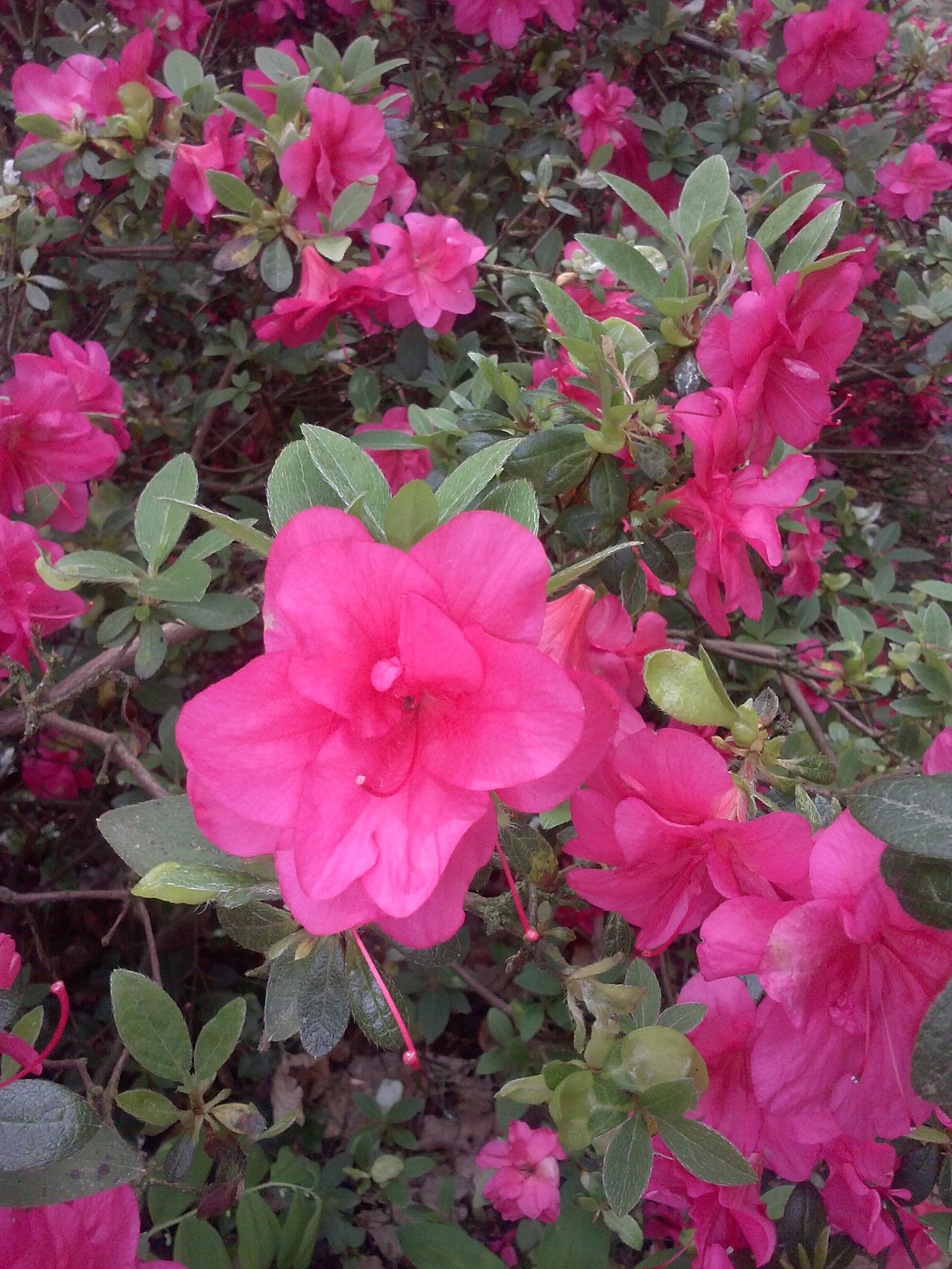 Belmonte Arboretum Wageningen