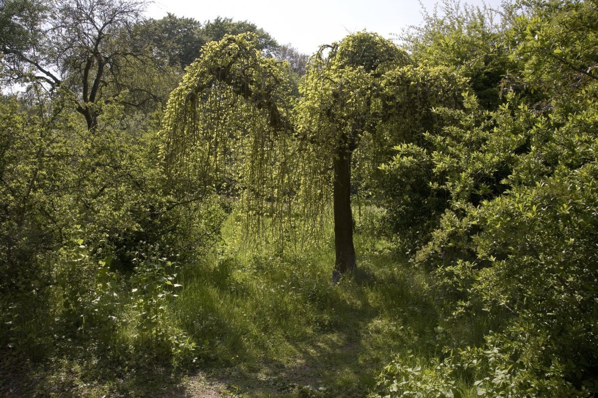 Belmonte Arboretum Wageningen