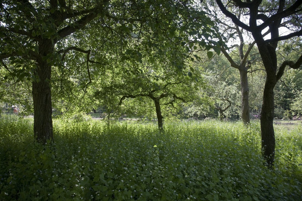Belmonte Arboretum Wageningen