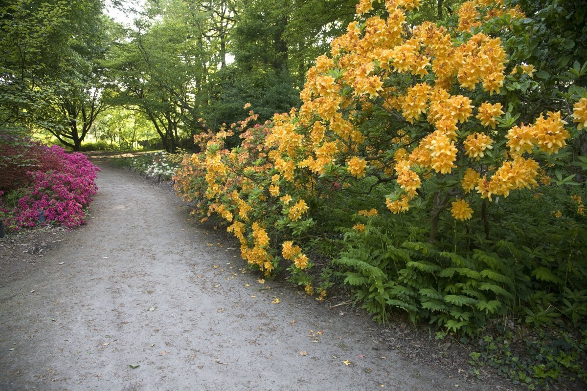 Belmonte Arboretum Wageningen