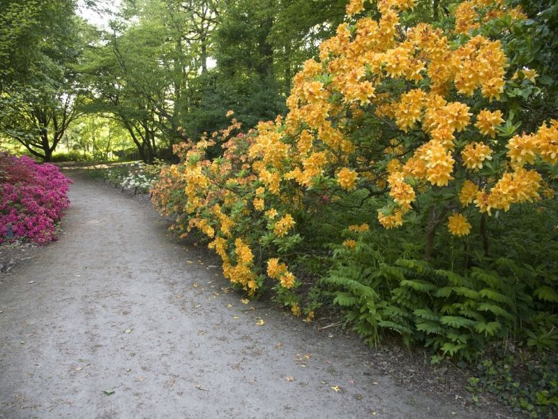Belmonte Arboretum Wageningen