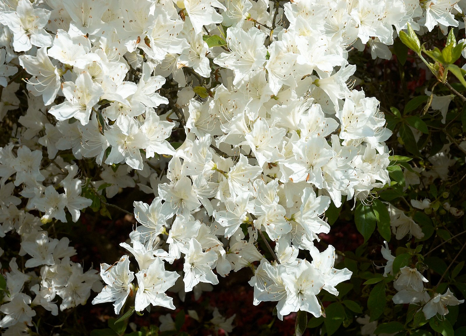 Belmonte Arboretum Wageningen