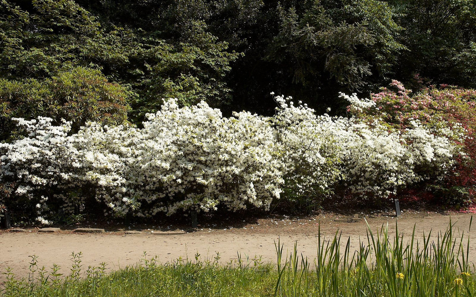 Belmonte Arboretum Wageningen