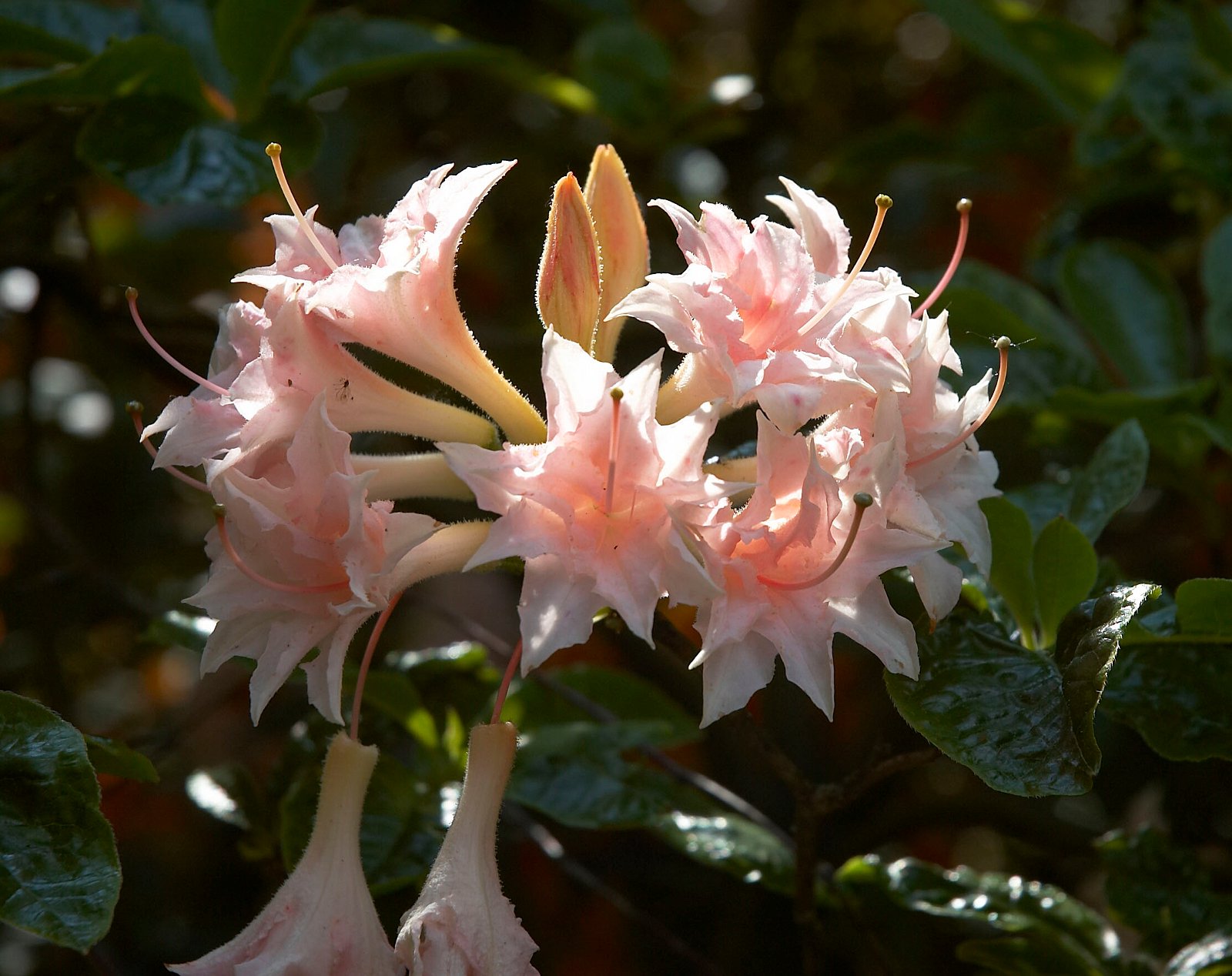 Belmonte Arboretum Wageningen