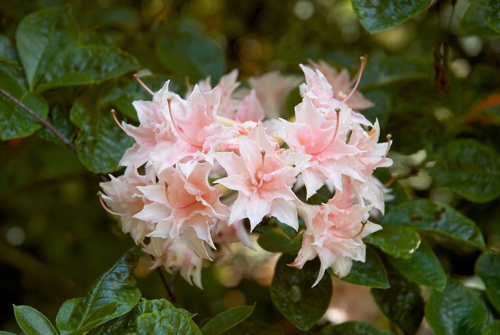 Belmonte Arboretum Wageningen