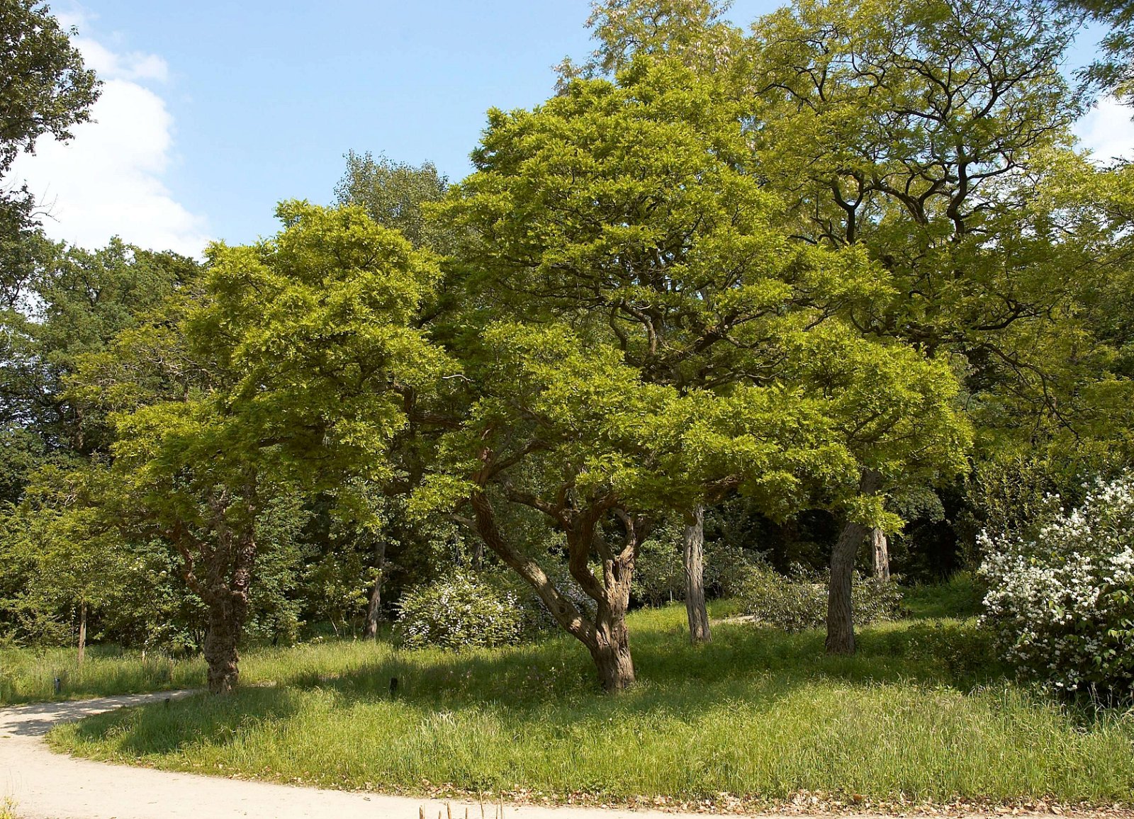 Belmonte Arboretum Wageningen