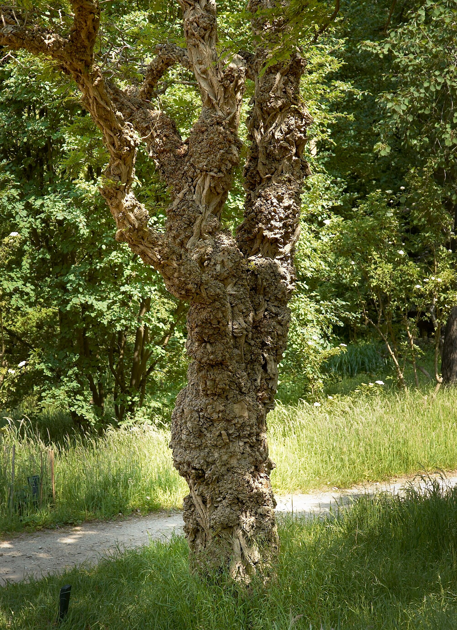 Belmonte Arboretum Wageningen