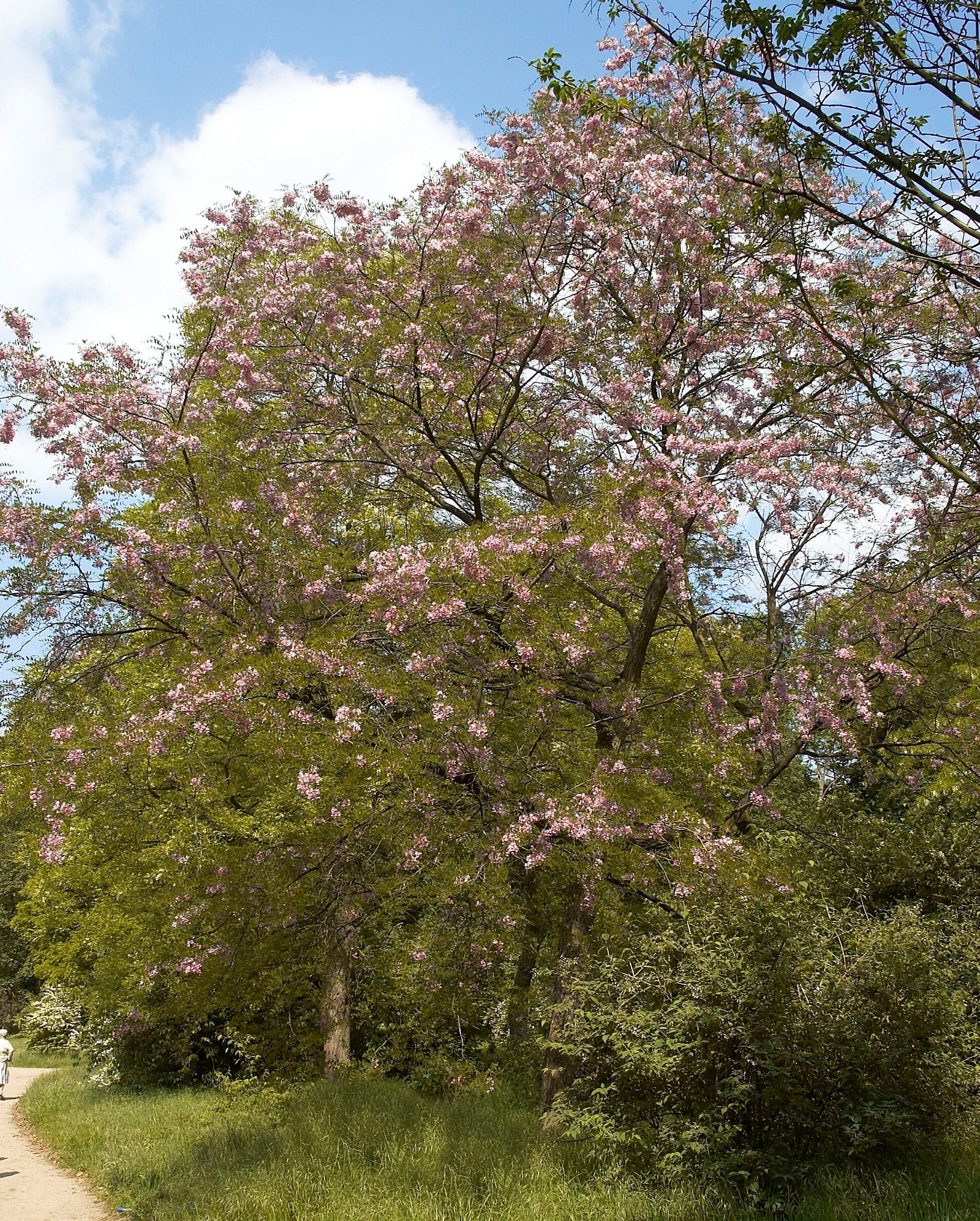 Belmonte Arboretum Wageningen