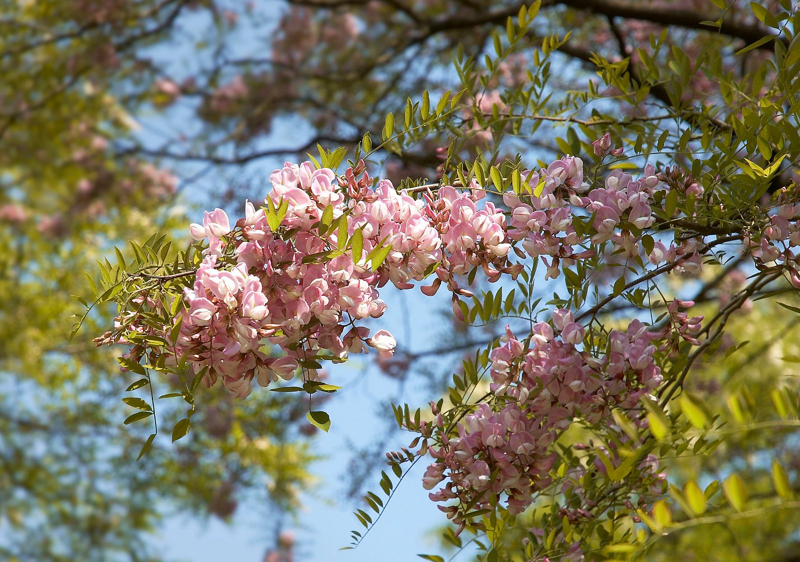 Belmonte Arboretum Wageningen