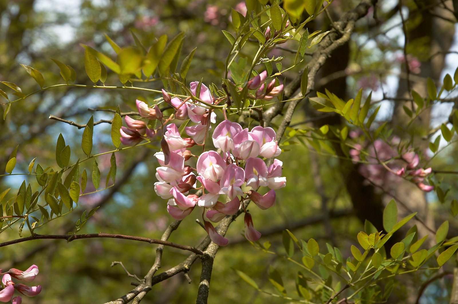 Belmonte Arboretum Wageningen
