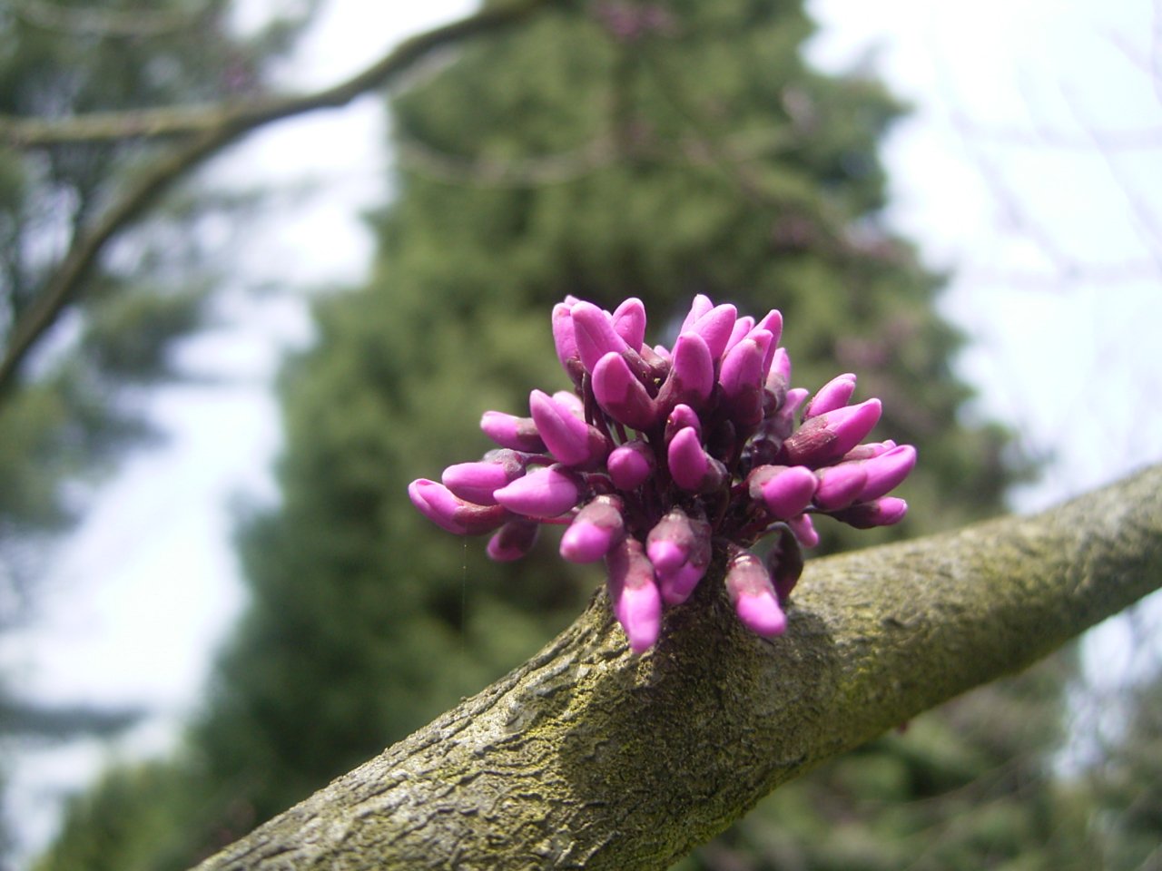 Trompenburg Tuinen & Arboretum