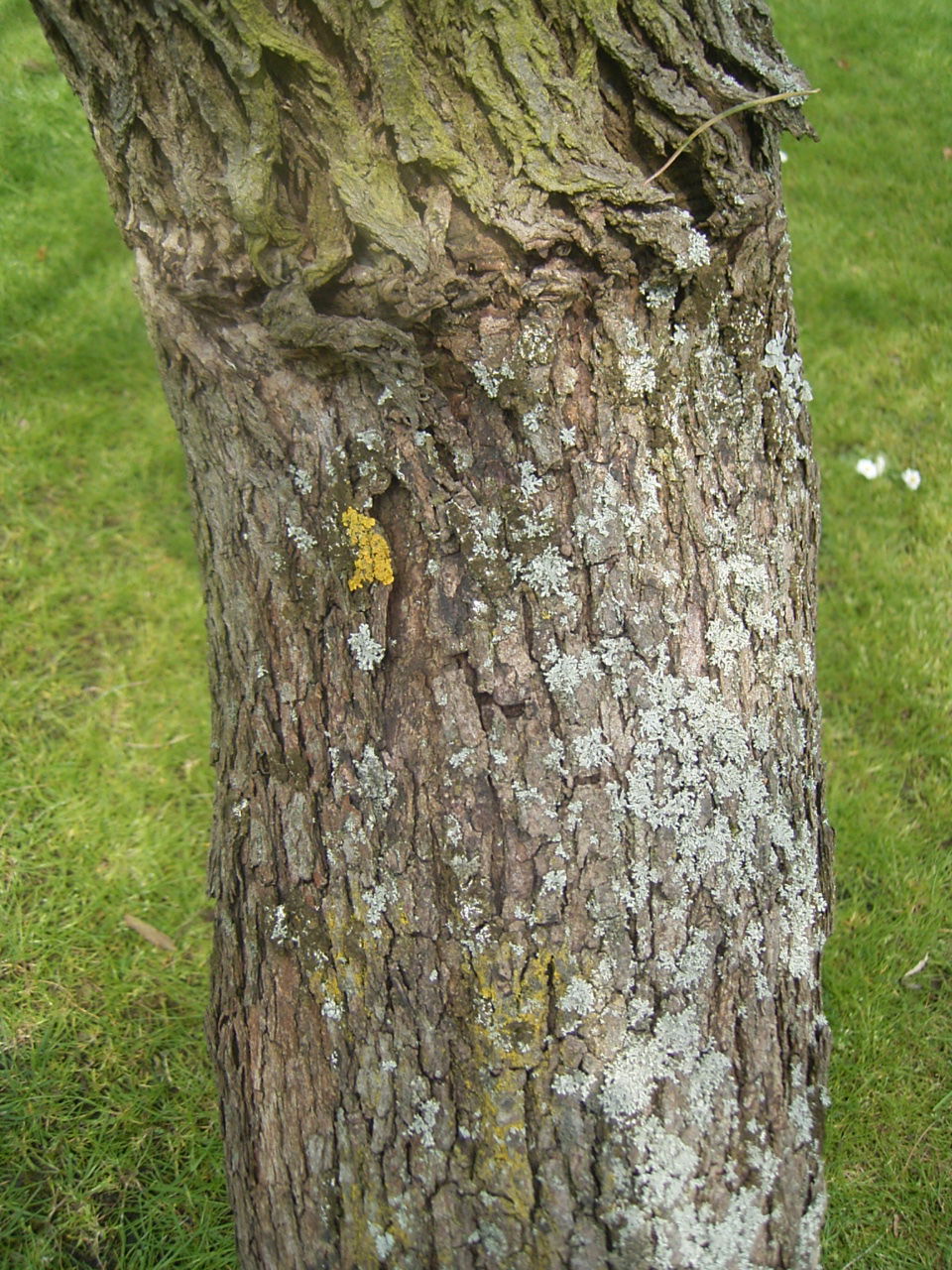 Trompenburg Tuinen & Arboretum