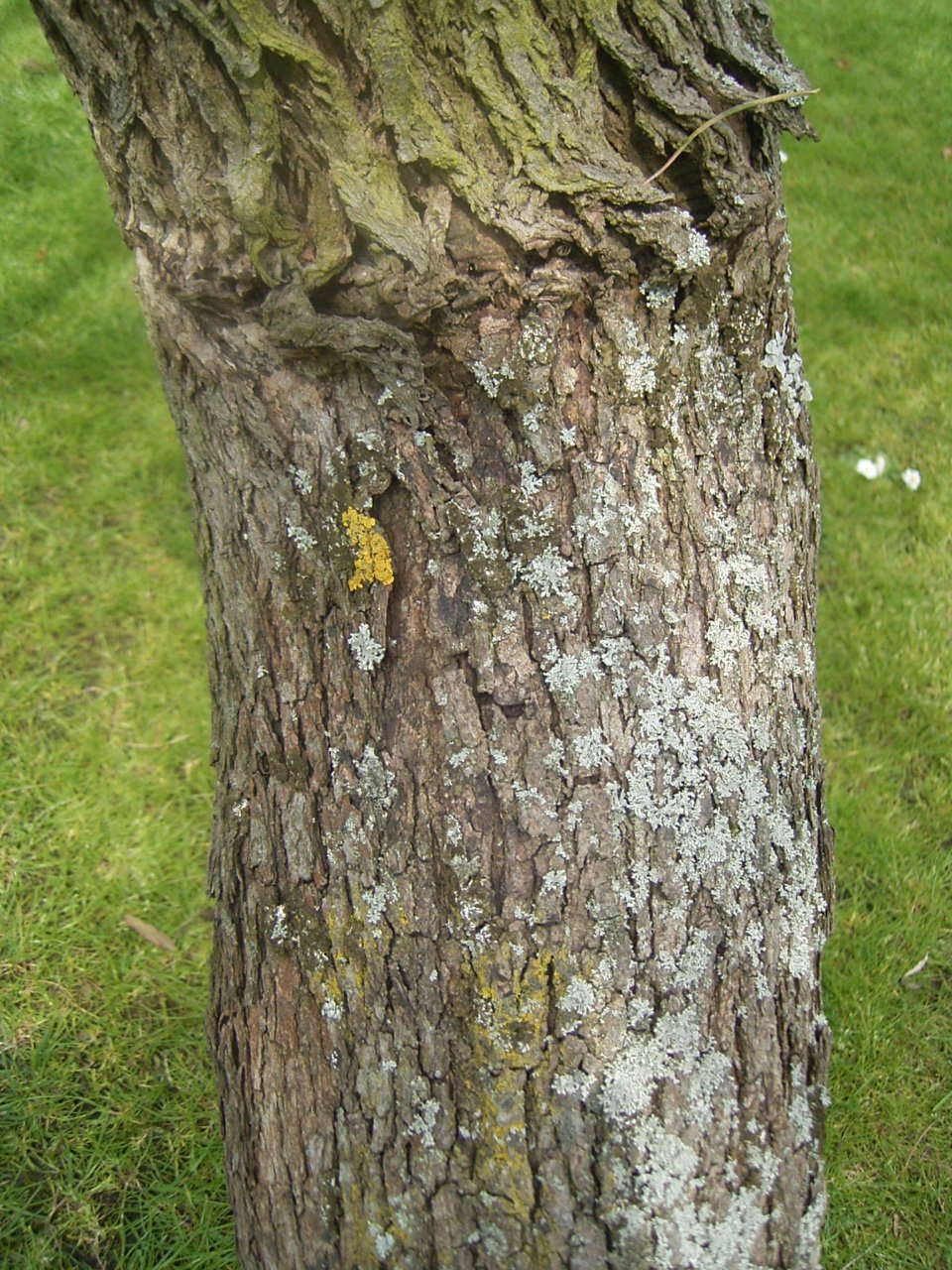 Trompenburg Tuinen & Arboretum