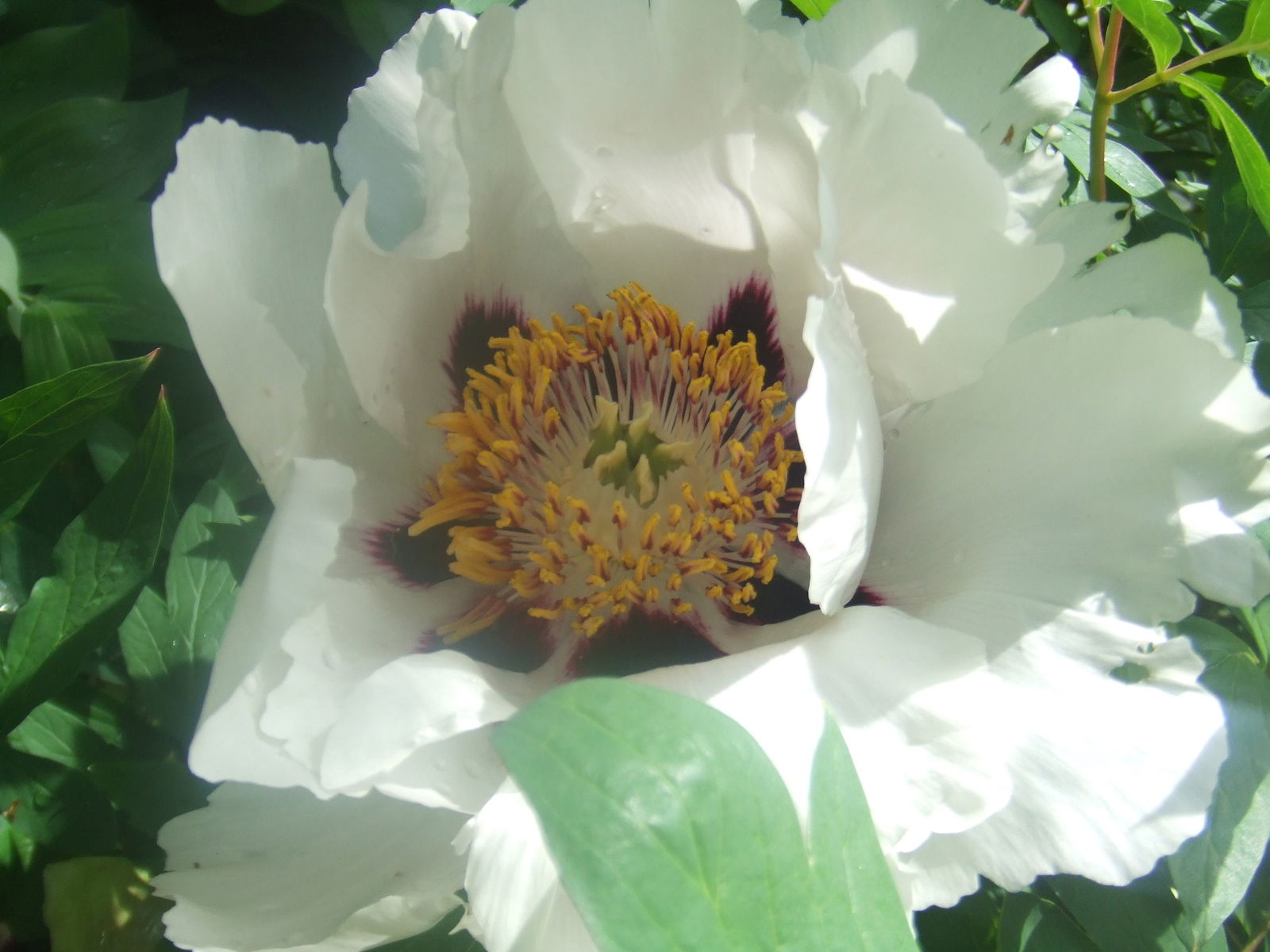 Trompenburg Tuinen & Arboretum