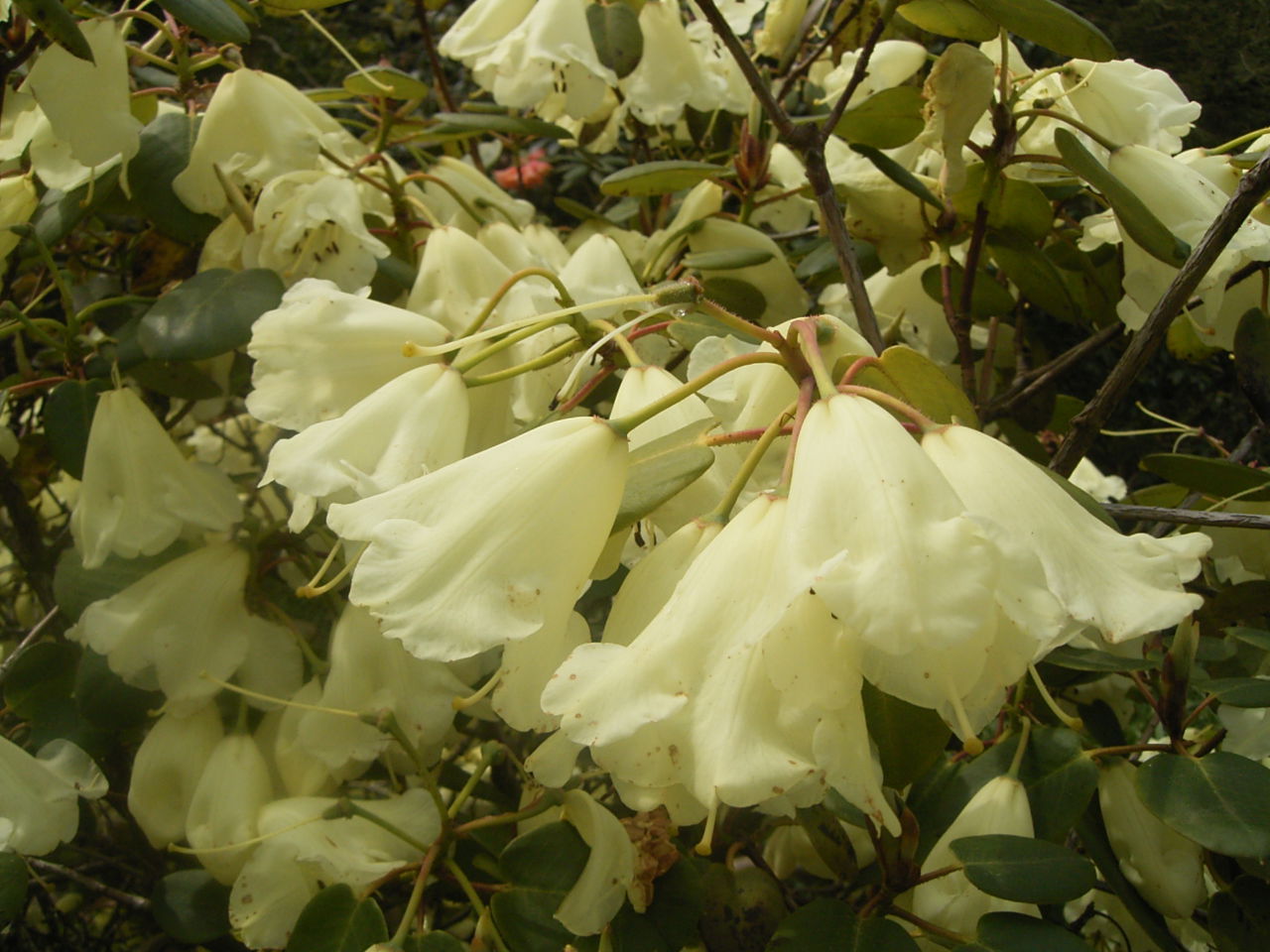 Trompenburg Tuinen & Arboretum