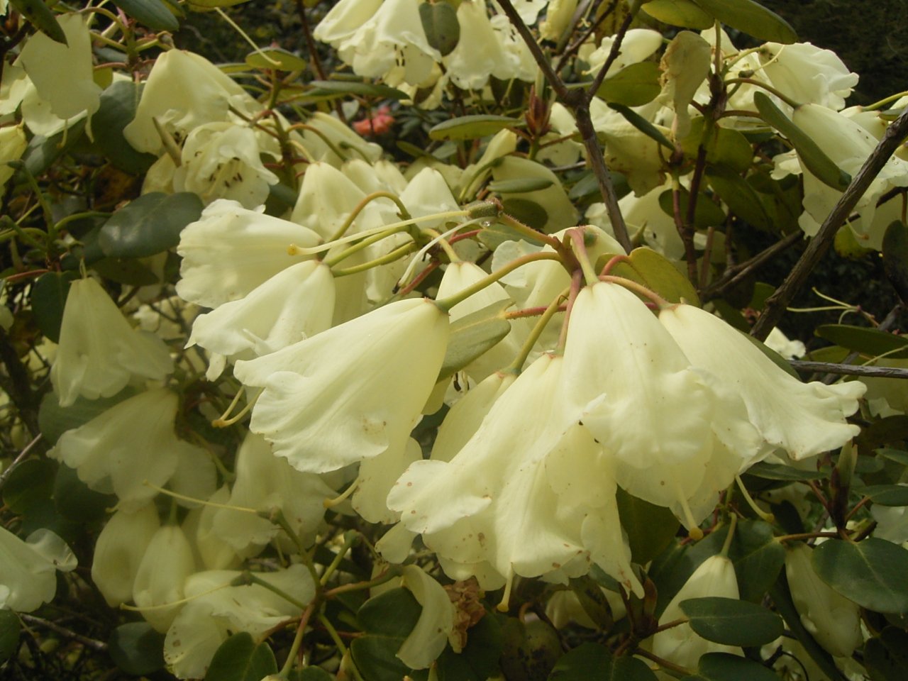 Trompenburg Tuinen & Arboretum