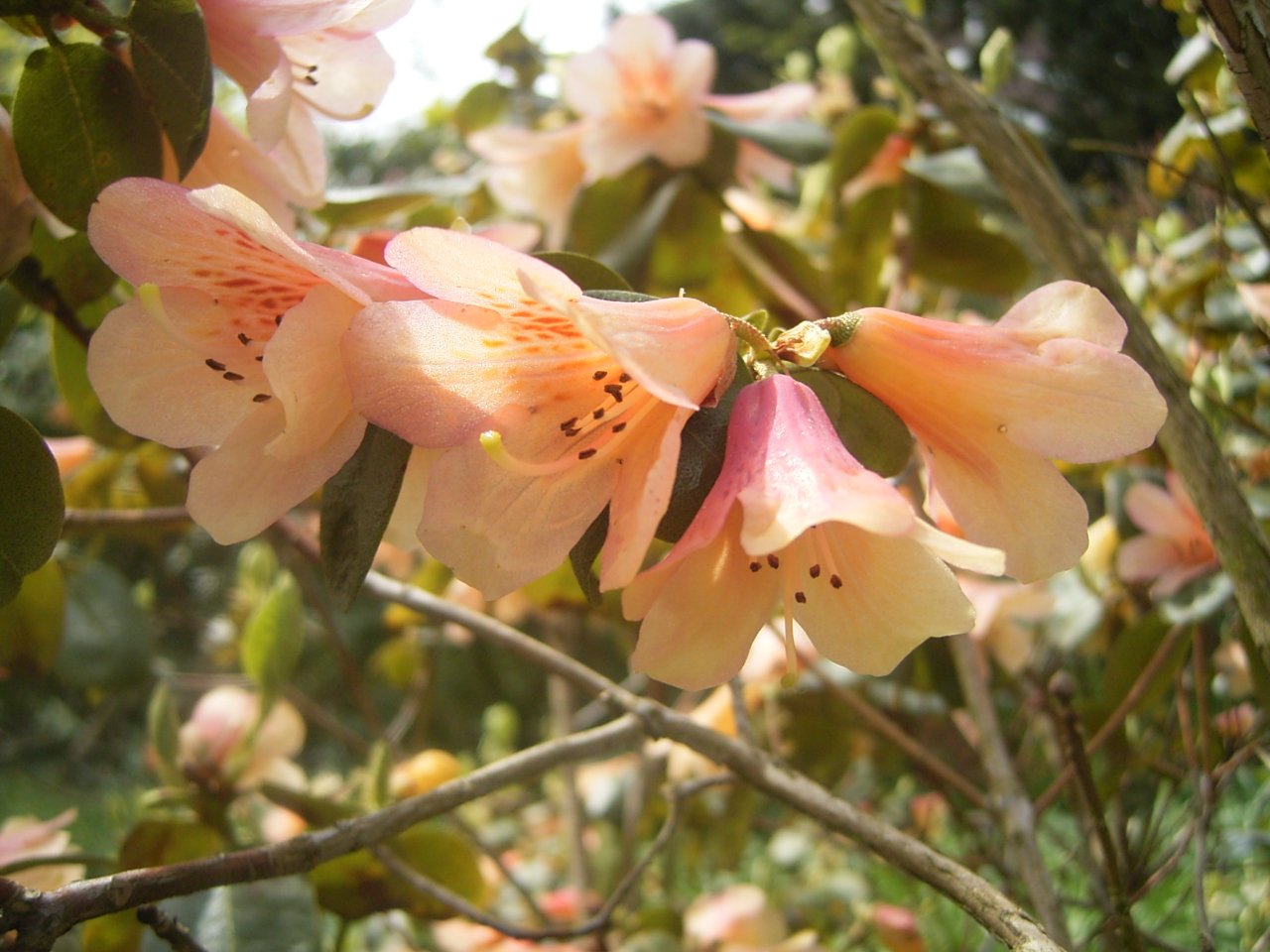 Trompenburg Tuinen & Arboretum