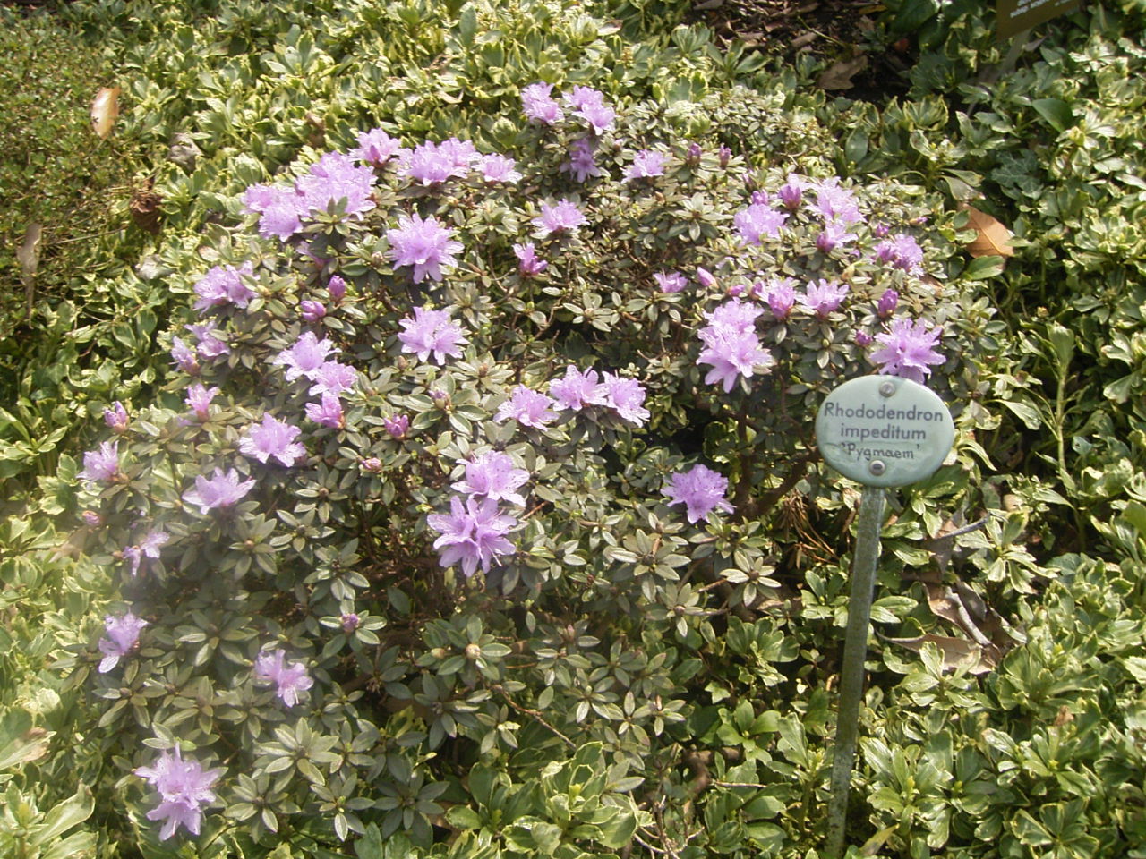 Trompenburg Tuinen & Arboretum