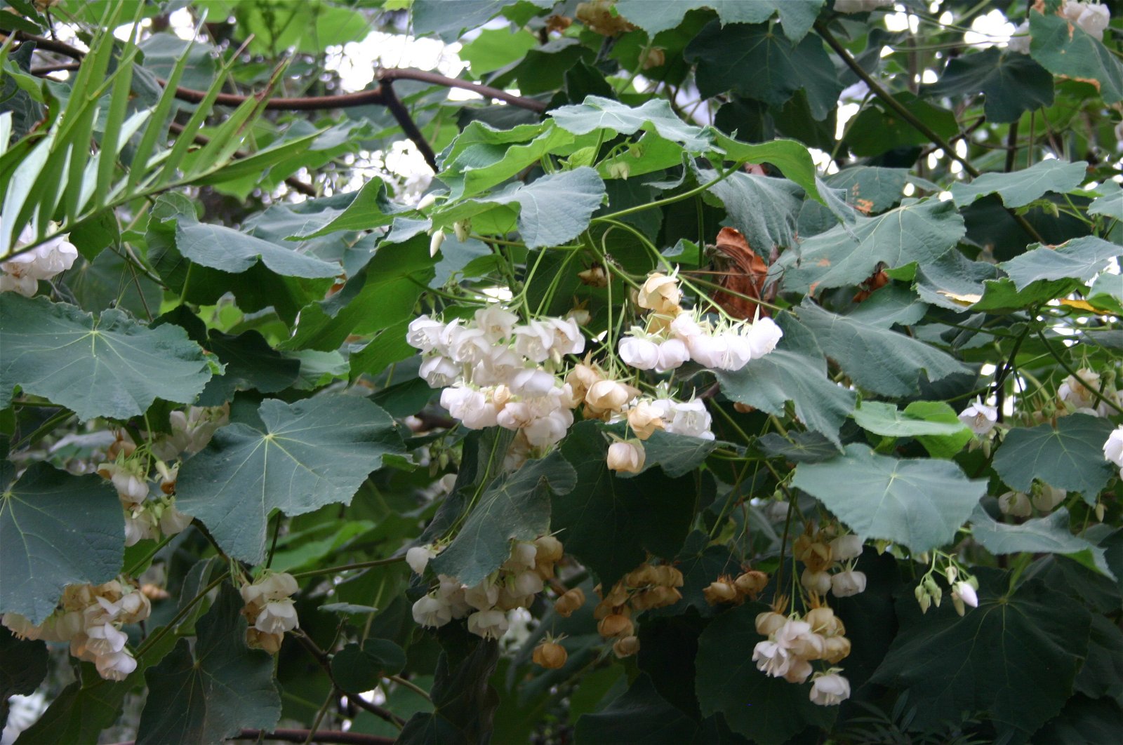 Hortus Botanicus Amsterdam