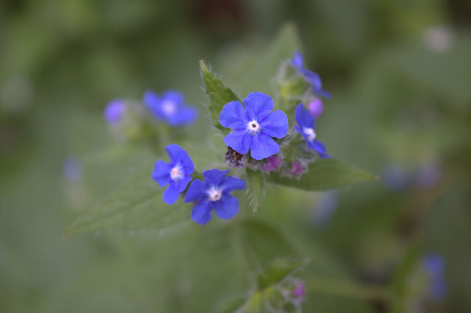 Hortus Botanicus Amsterdam